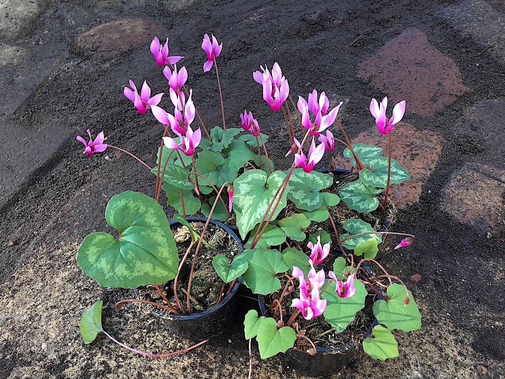 Cyclamen repandum 4 er Pack (je i.9cmTopf)