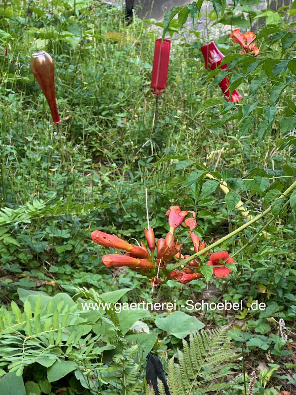 Campsis tagliabueana „Mme Galen“ (i. ca 1,5lT.), Trompetenblume, Klettertrompete