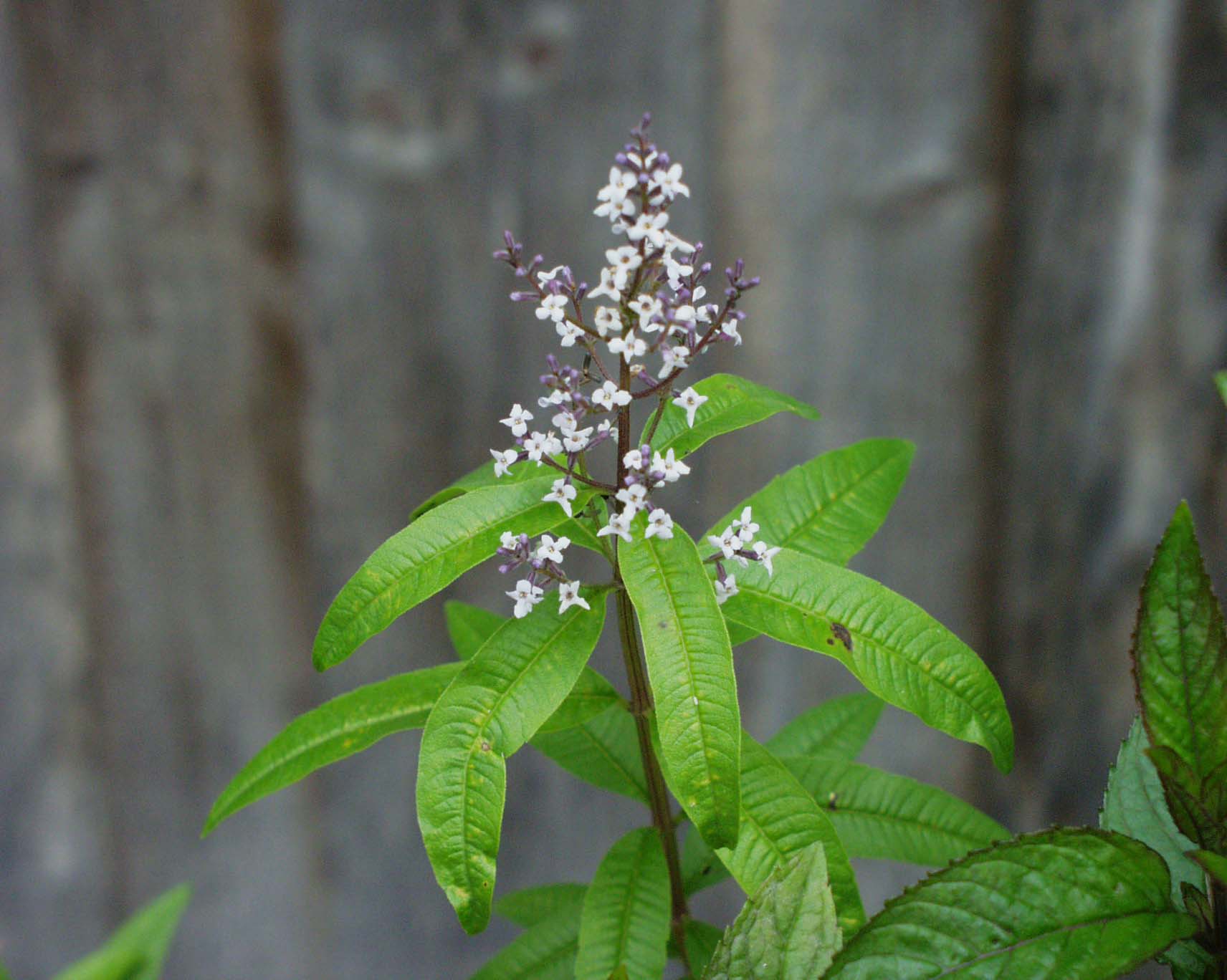 Lippia (Aloysia) citriodora (triphylla) (i.12cm T.) Zitronenverbene