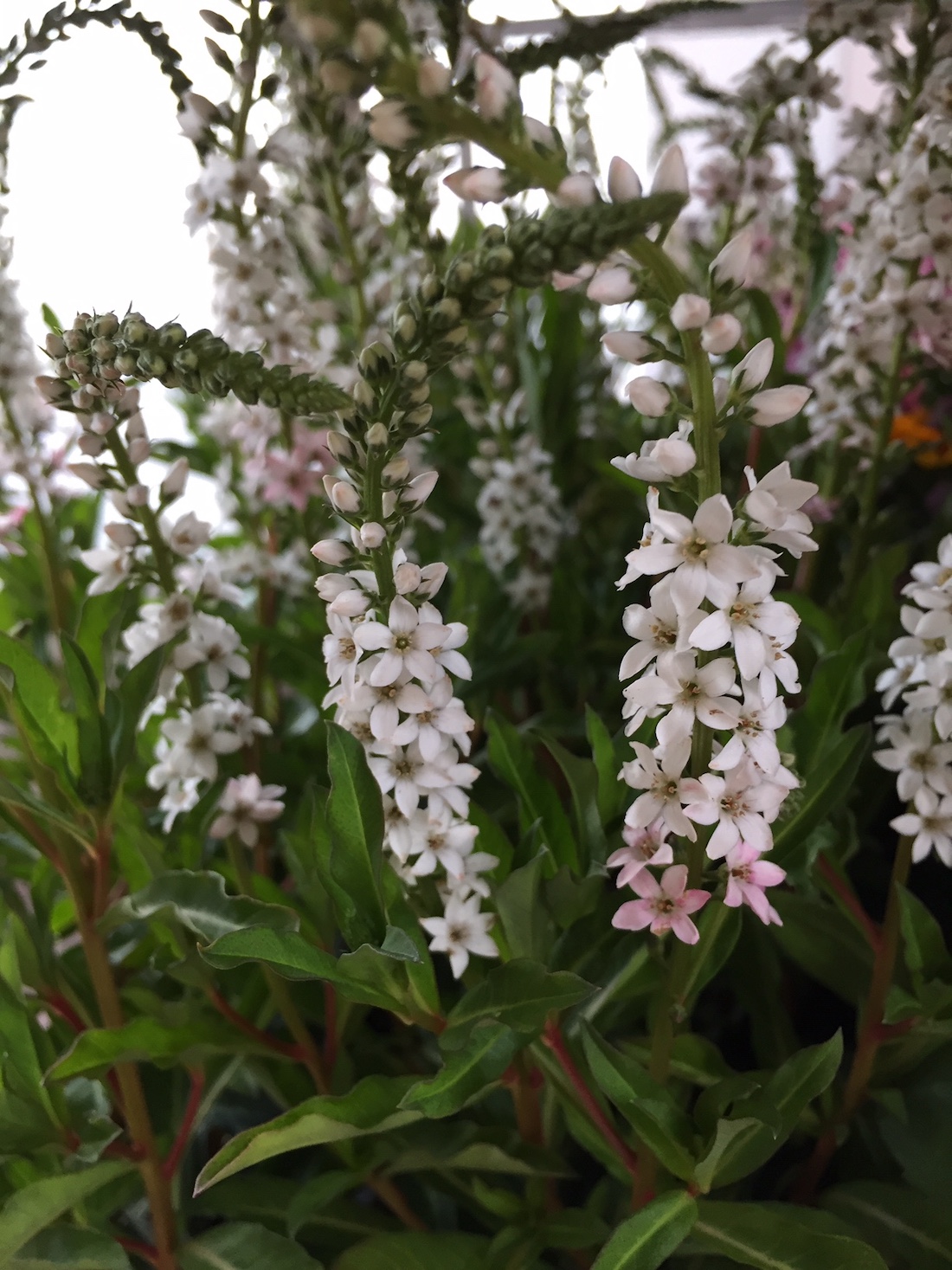 Lysimachia clethroides "Autumn Snow", Schneefelberich (i.12 cmT.)