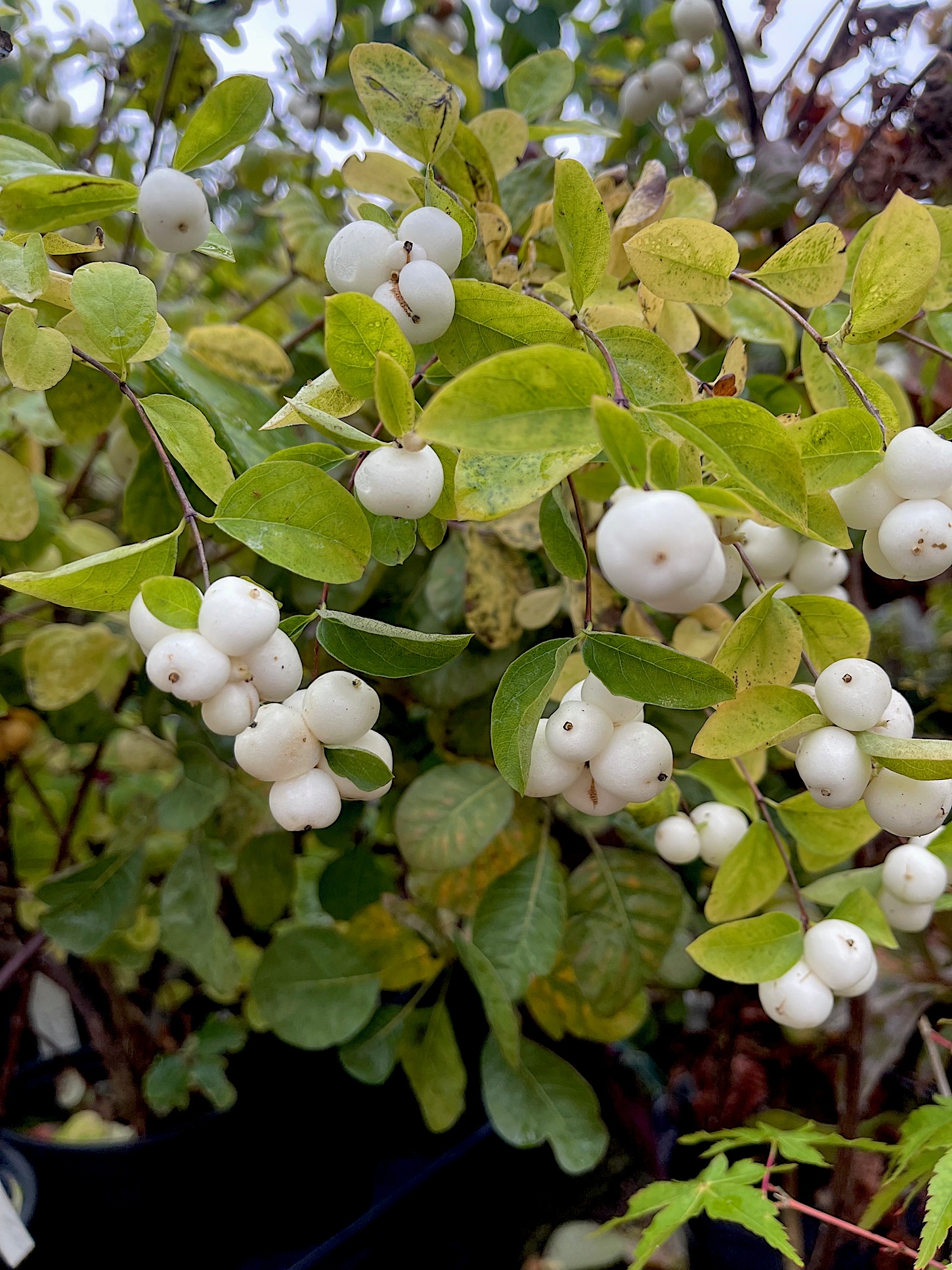 Symphoricarpos x doorenbosii „Magical“R Galaxy Kolmgala(S) (i.15cmT.)