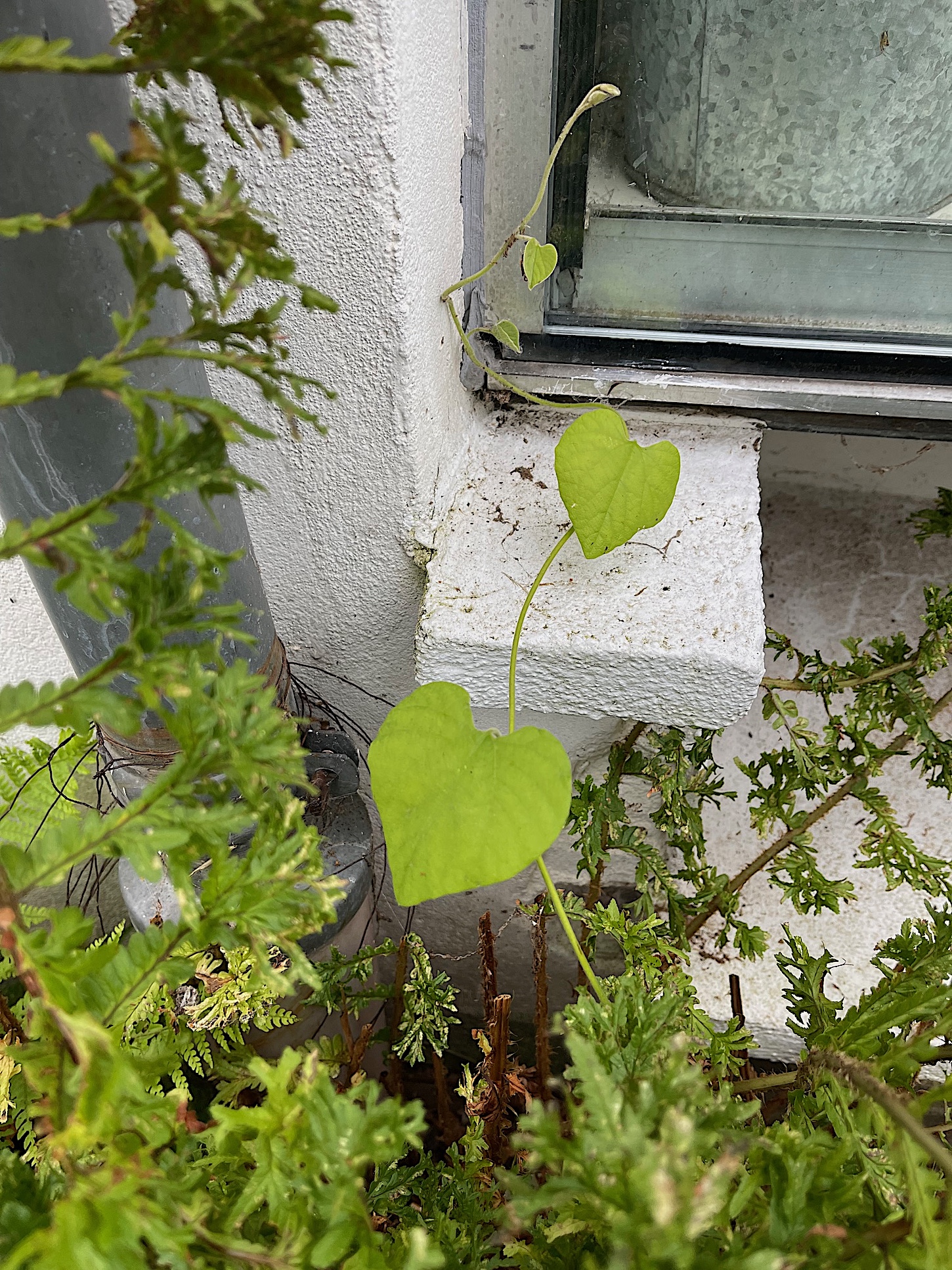 Aristolochia macrophylla (i.1,5lT.), Pfeifenwinde