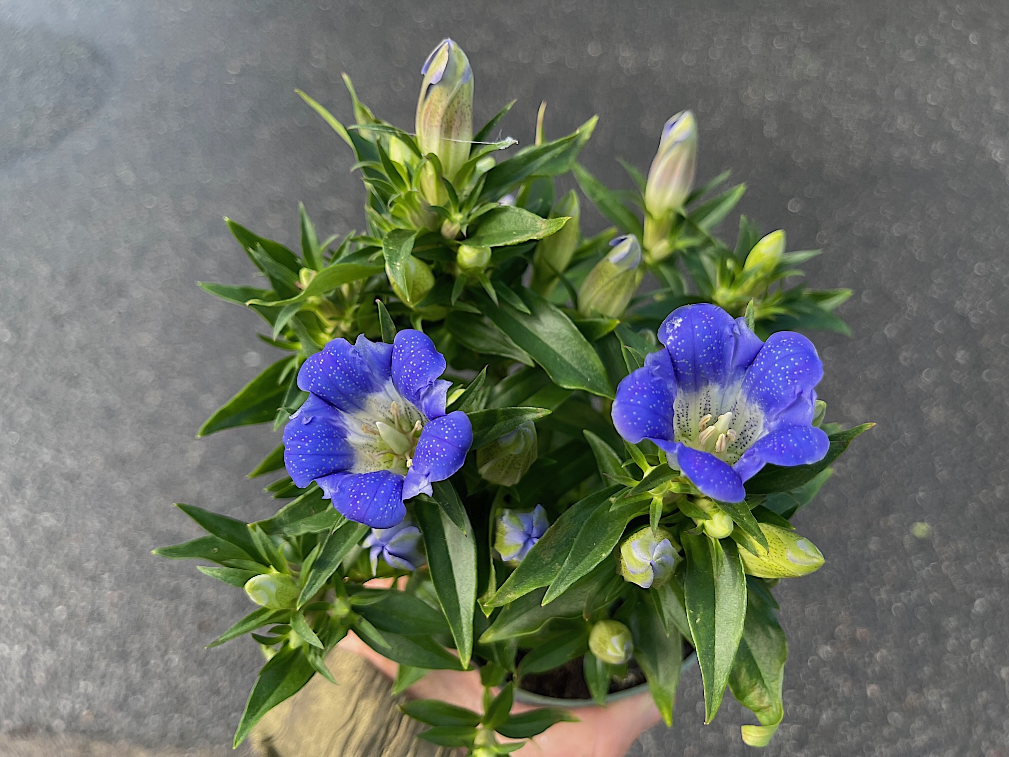 Gentiana scabra „Rocky Diamond Blue Eternity“(i.10cmT.), Japanischer Enzian