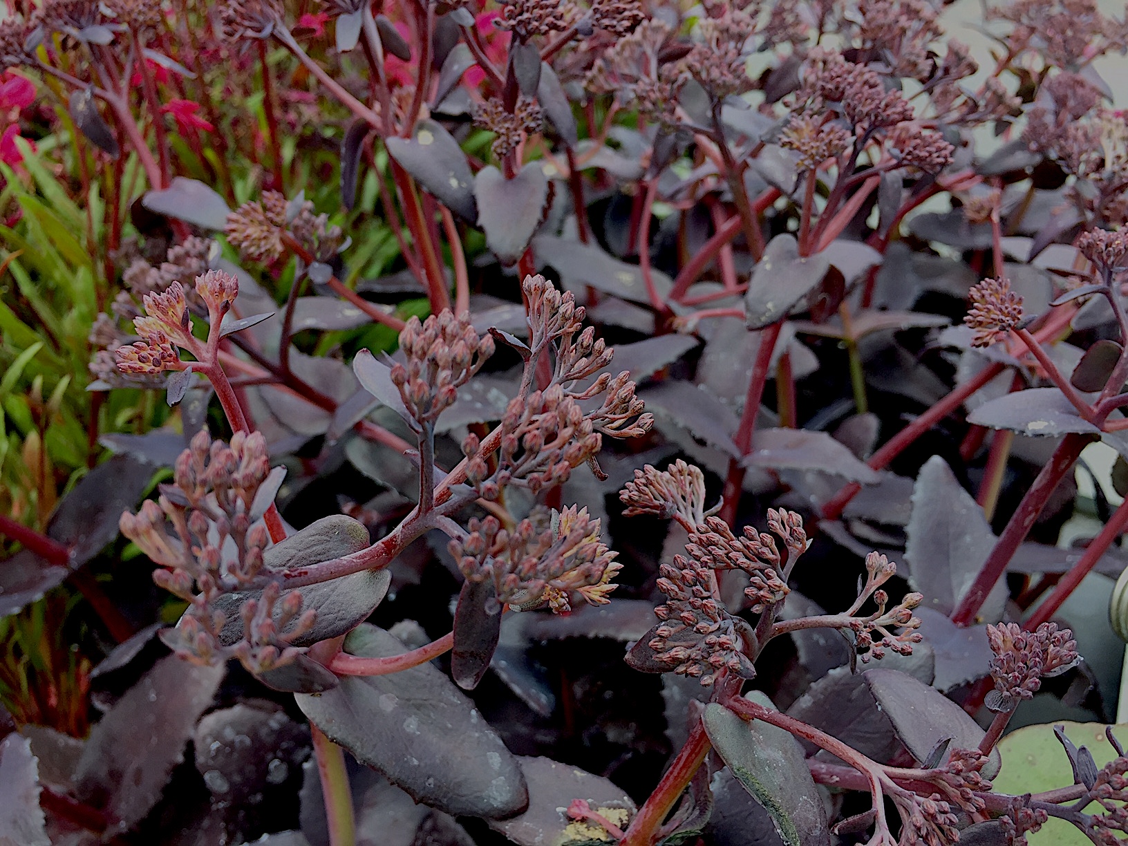 Sedum spectabile „Purple Emperor“ (i.13 cm T.), Fette Henne