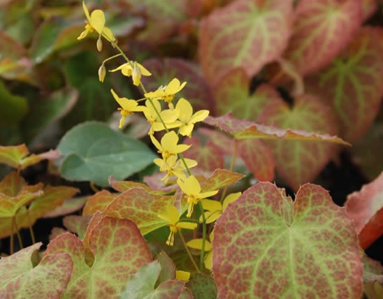 Epimedium x perralchic. ´Frohnleiten`(i.9cmT) Elfenblume