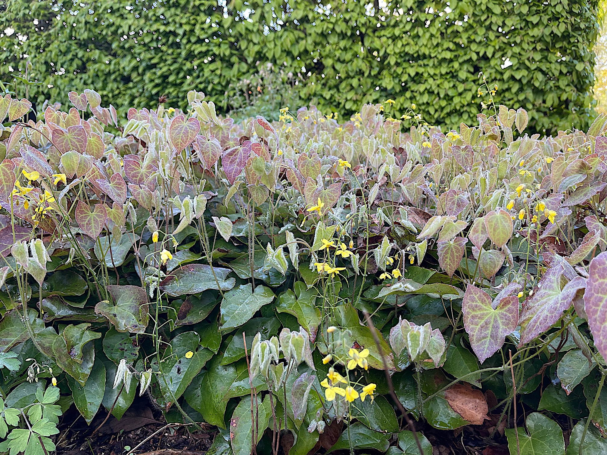 Epimedium x perralchic. ´Frohnleiten`(i.9cmT) Elfenblume
