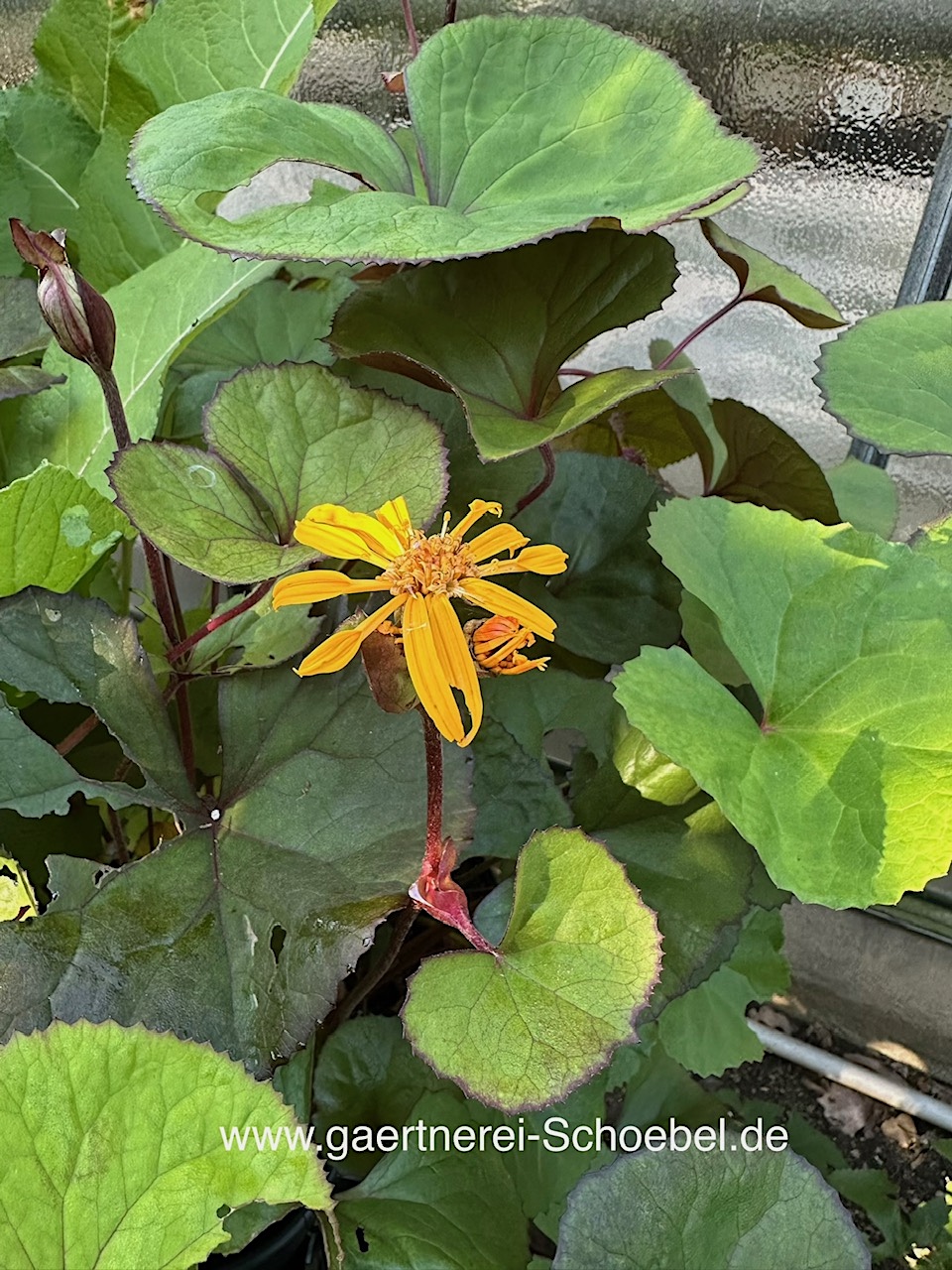 Ligularia dentata„Brit-Marie Crawford“® (i.3lTopf), Kreuzkraut