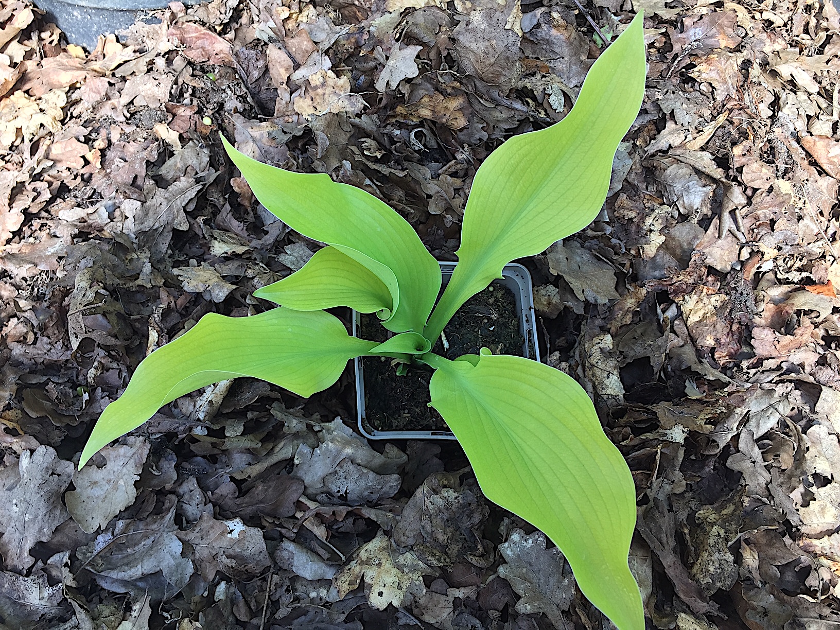 Hosta plantaginea „Sun Power“ (i.11cmT.), Duft Funkie