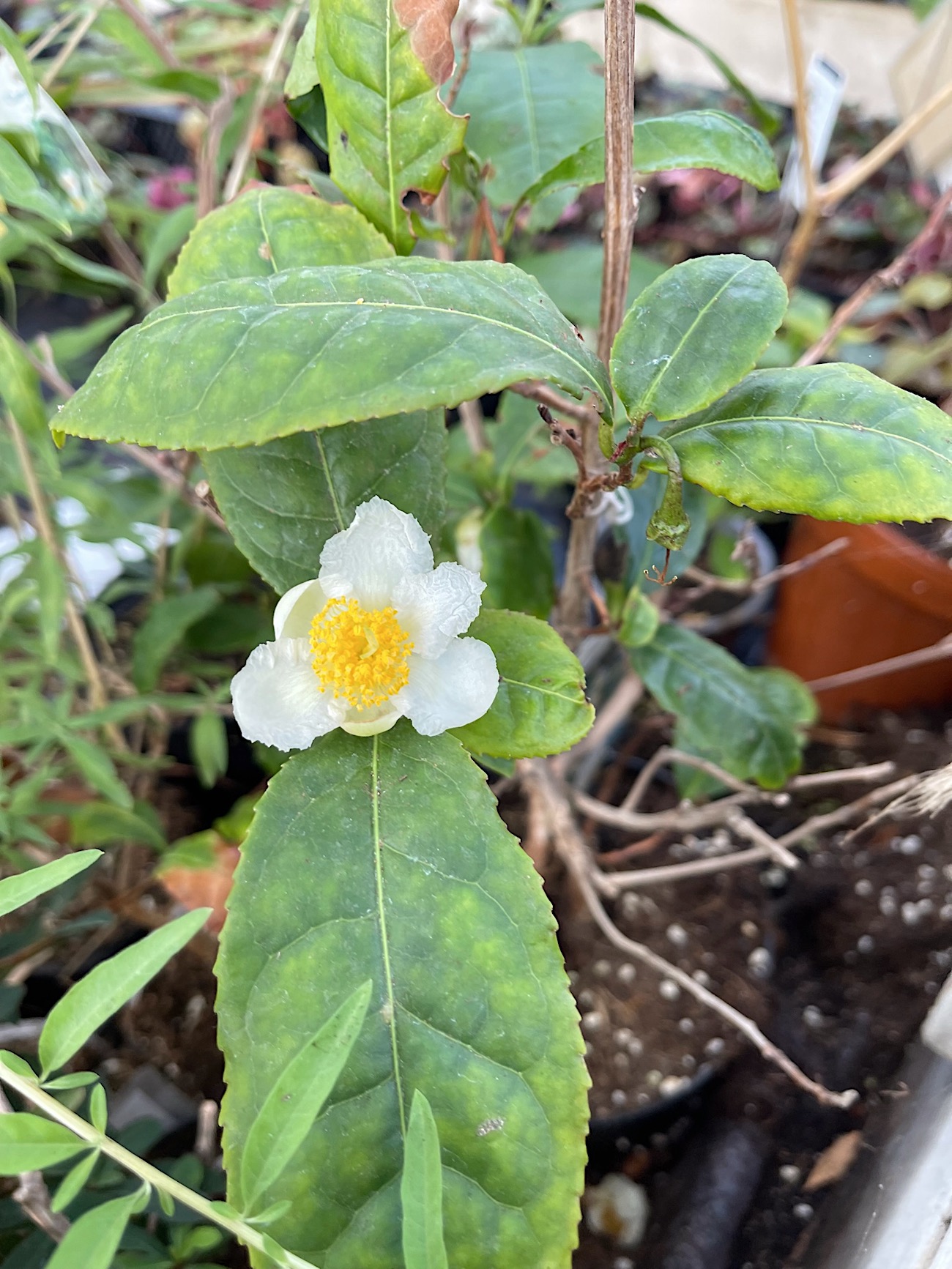 Camelia sinensis  Grüner Tee (13cmT.)