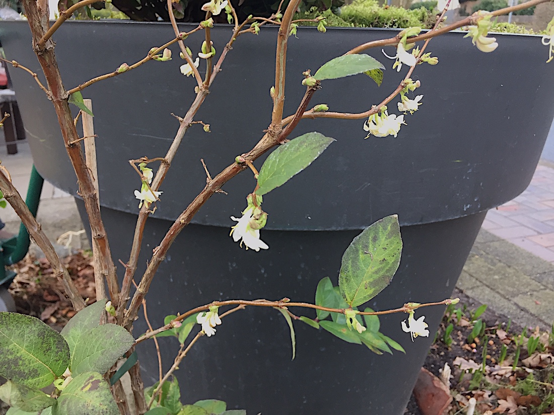 Lonicera Duft purpursii (i.5l T.) jetzt 60-100- cm, Winter Duft Heckenkirsche