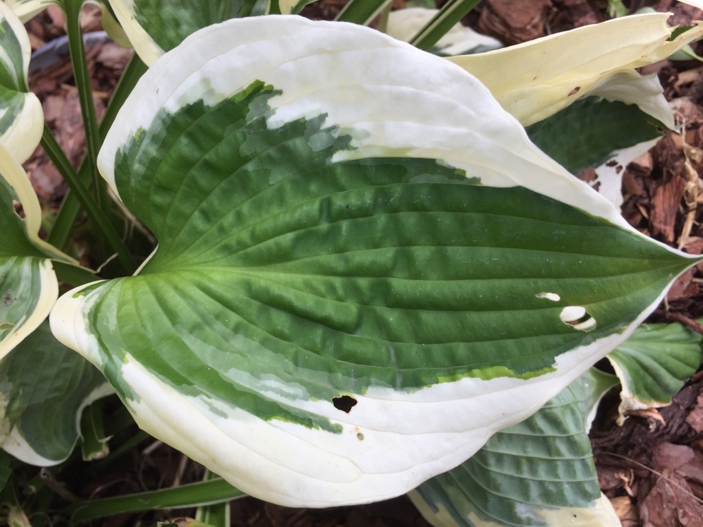 Hosta „Schoebel Surprize“(i.11cmT.)