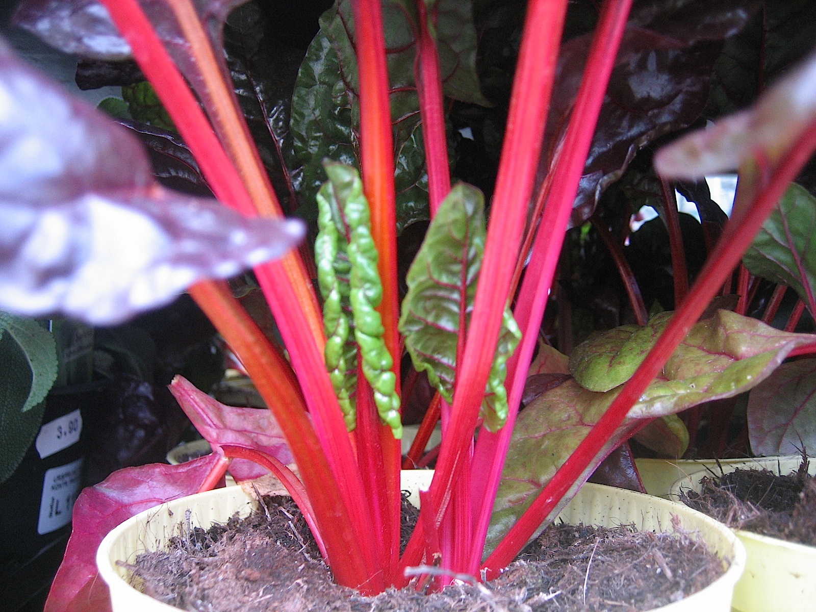 Beta vulgaris "rot" (i.10-12cm Topf) Mangold, roter