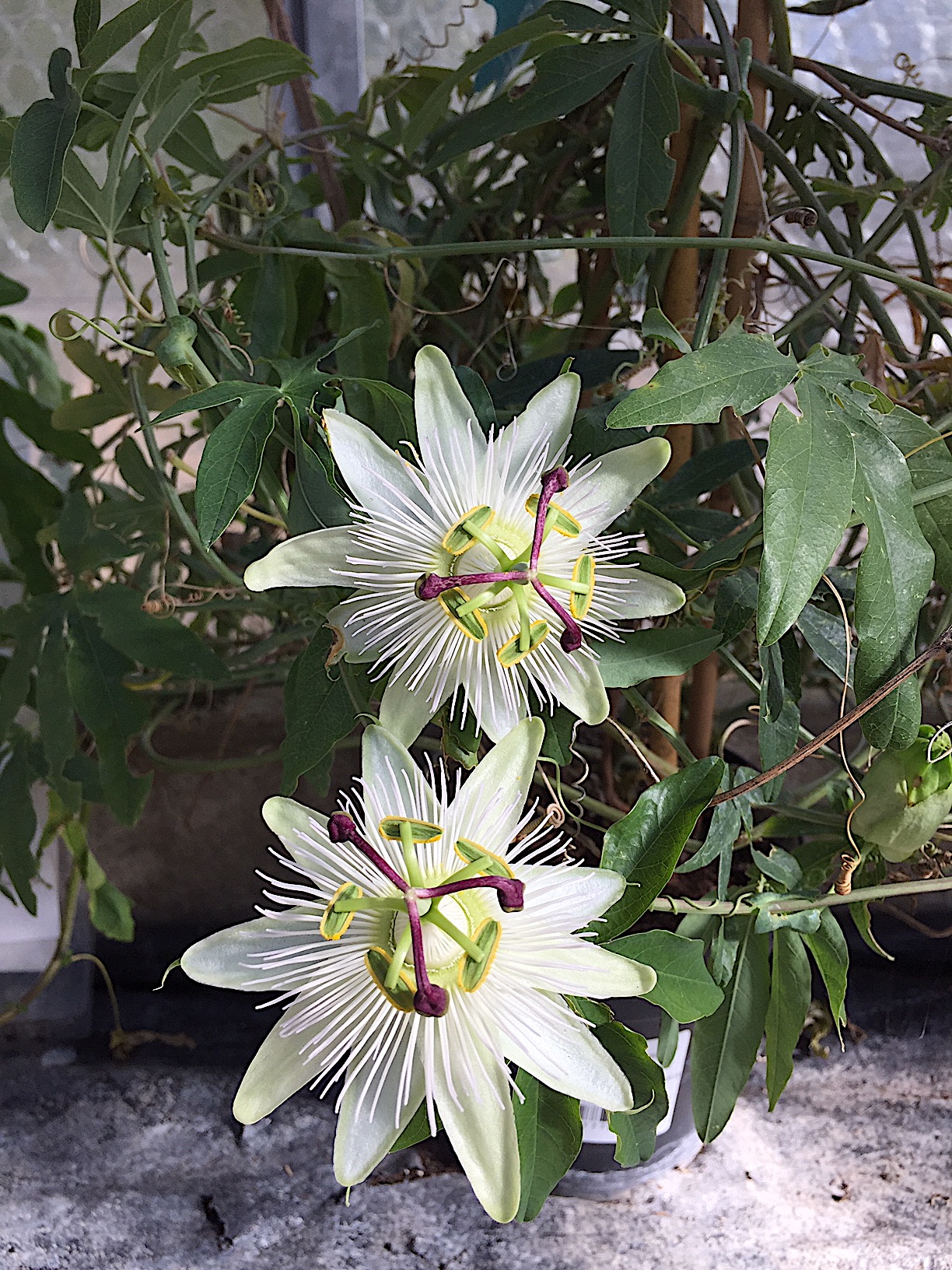 Passiflora caerulea „Constanze Elliot“ (i. 15cmT.)jetzt 65cm Höhe, weisse Passionsblume