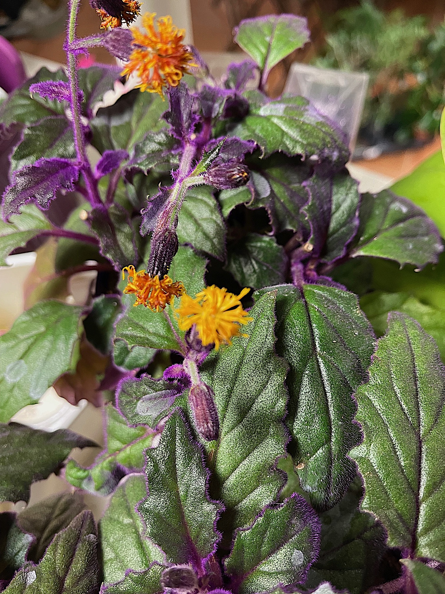 Gynura aurantiaca (i.7cmT.), Samtpflanze