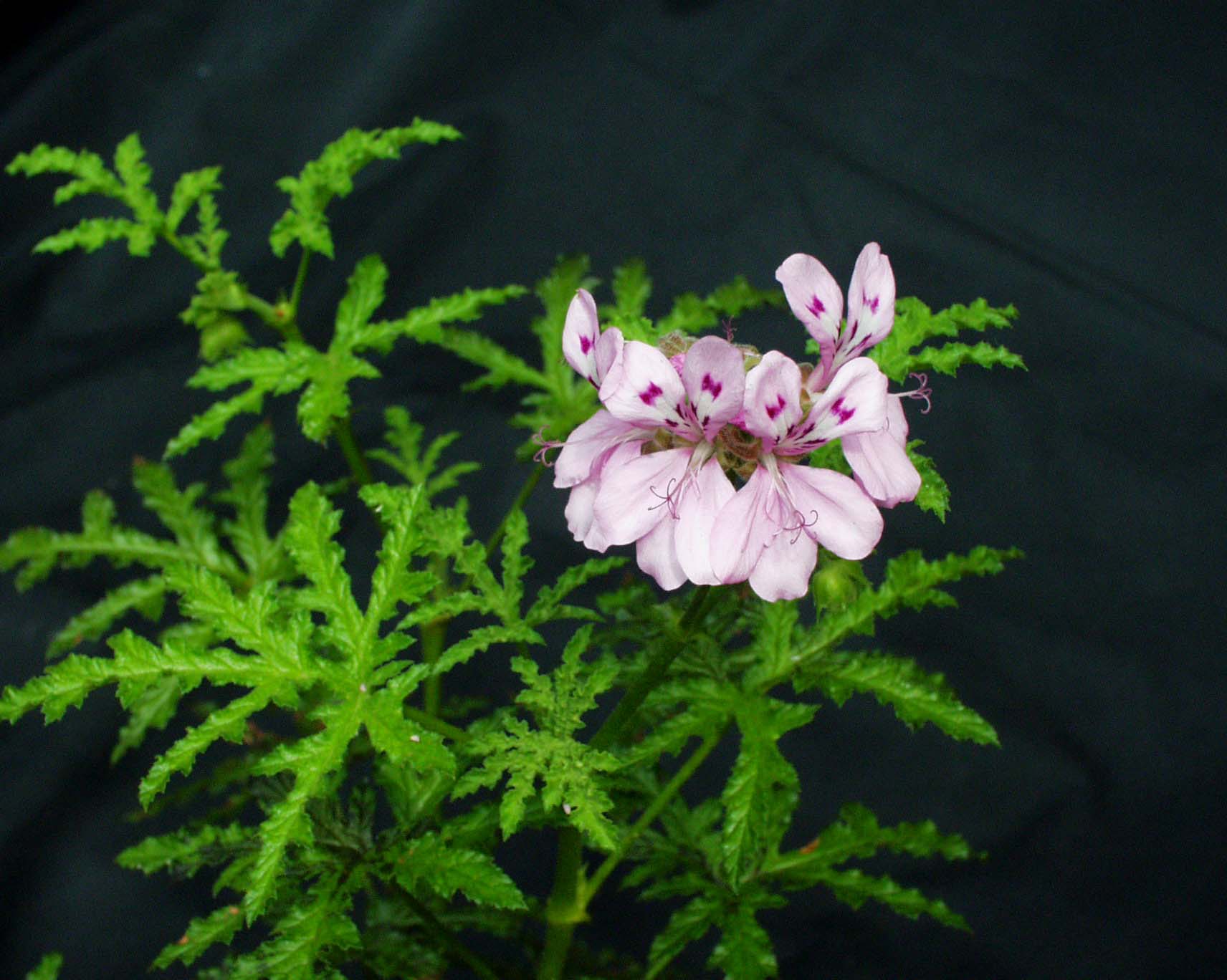 Pelargonium asperum (i.10cmT.)