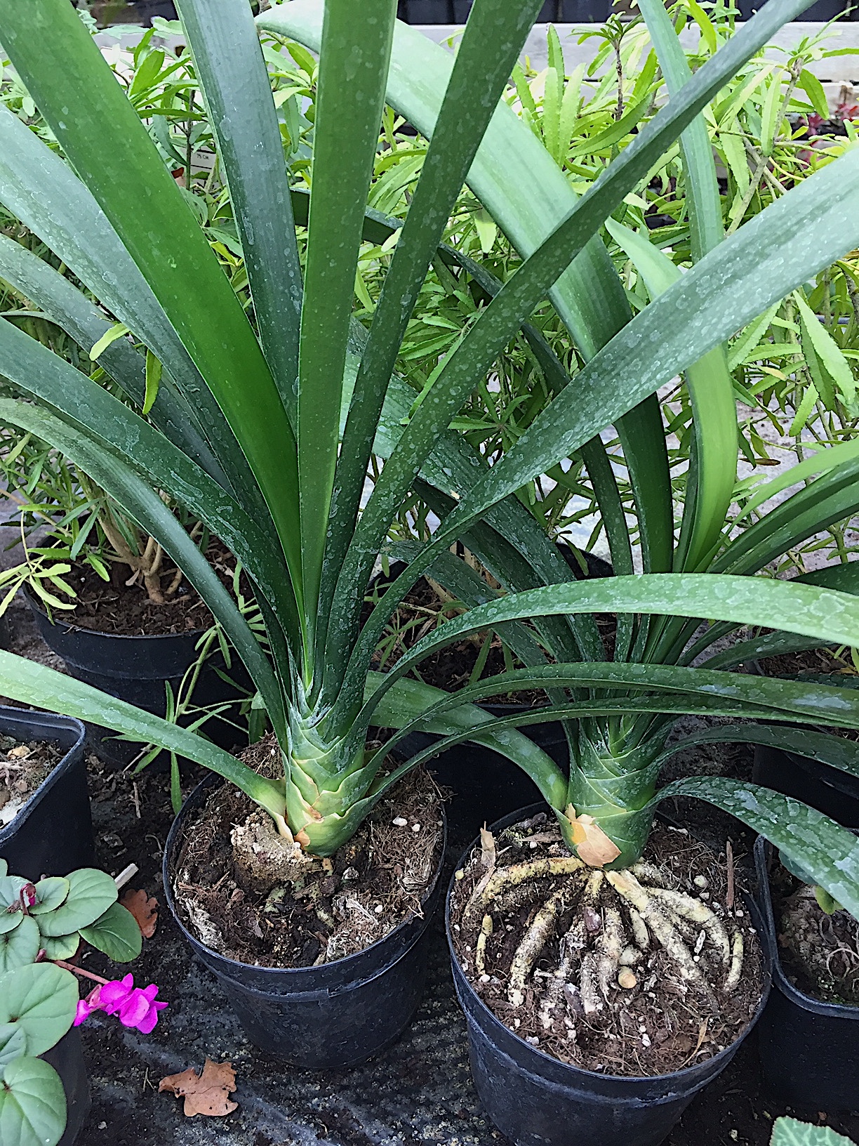 Clivia miniata (i.13cmT.)“Yellow“