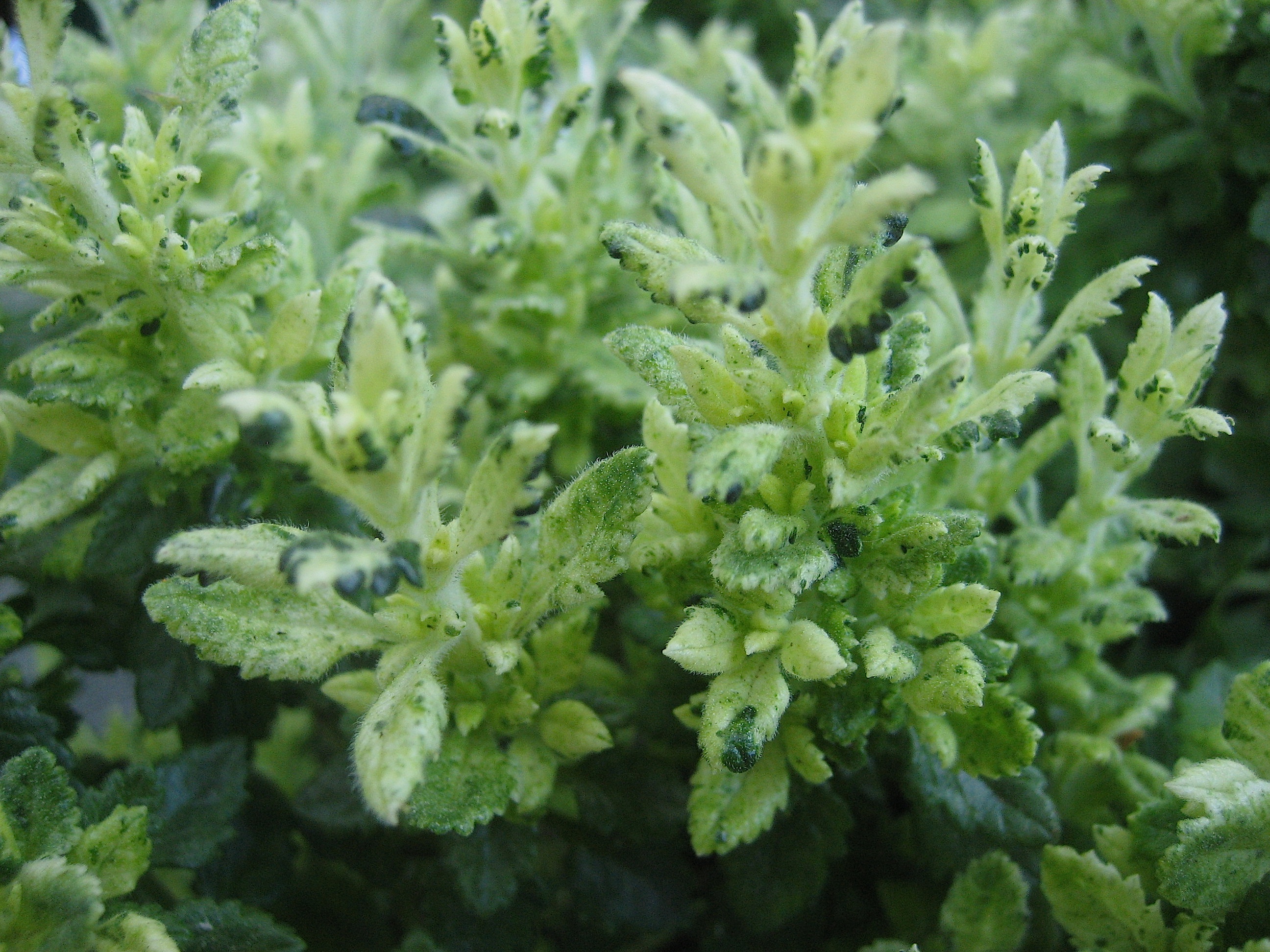 Teucrium x lucidrys "Lucky Gold" (i.15cmT.) Germander