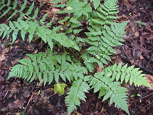 Dryopteris clintoniana (i.11cmT.) Clintons Wurmfarn