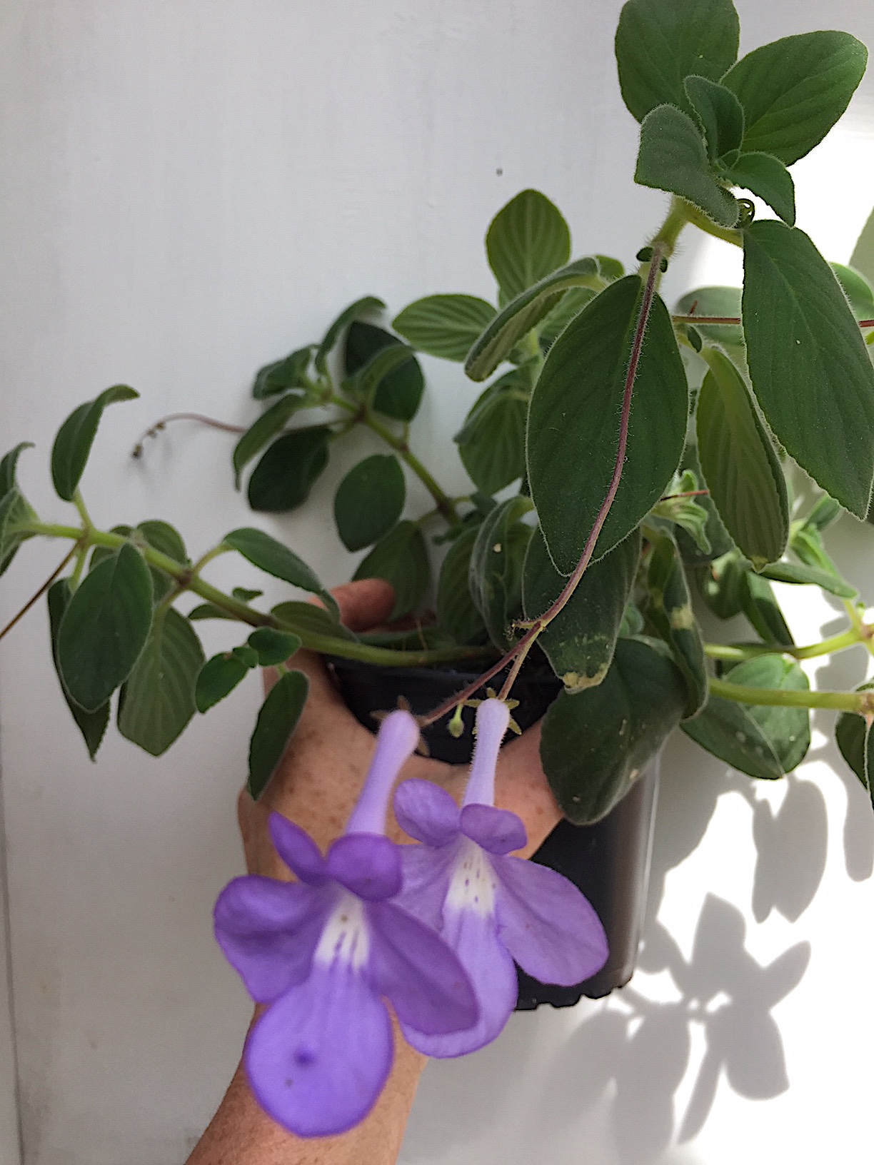 Streptocarpus  sax,das falsche afrikanische Veilchen- Drehfrucht - Blauer Paul- Stiel Veilchen(i.9-1