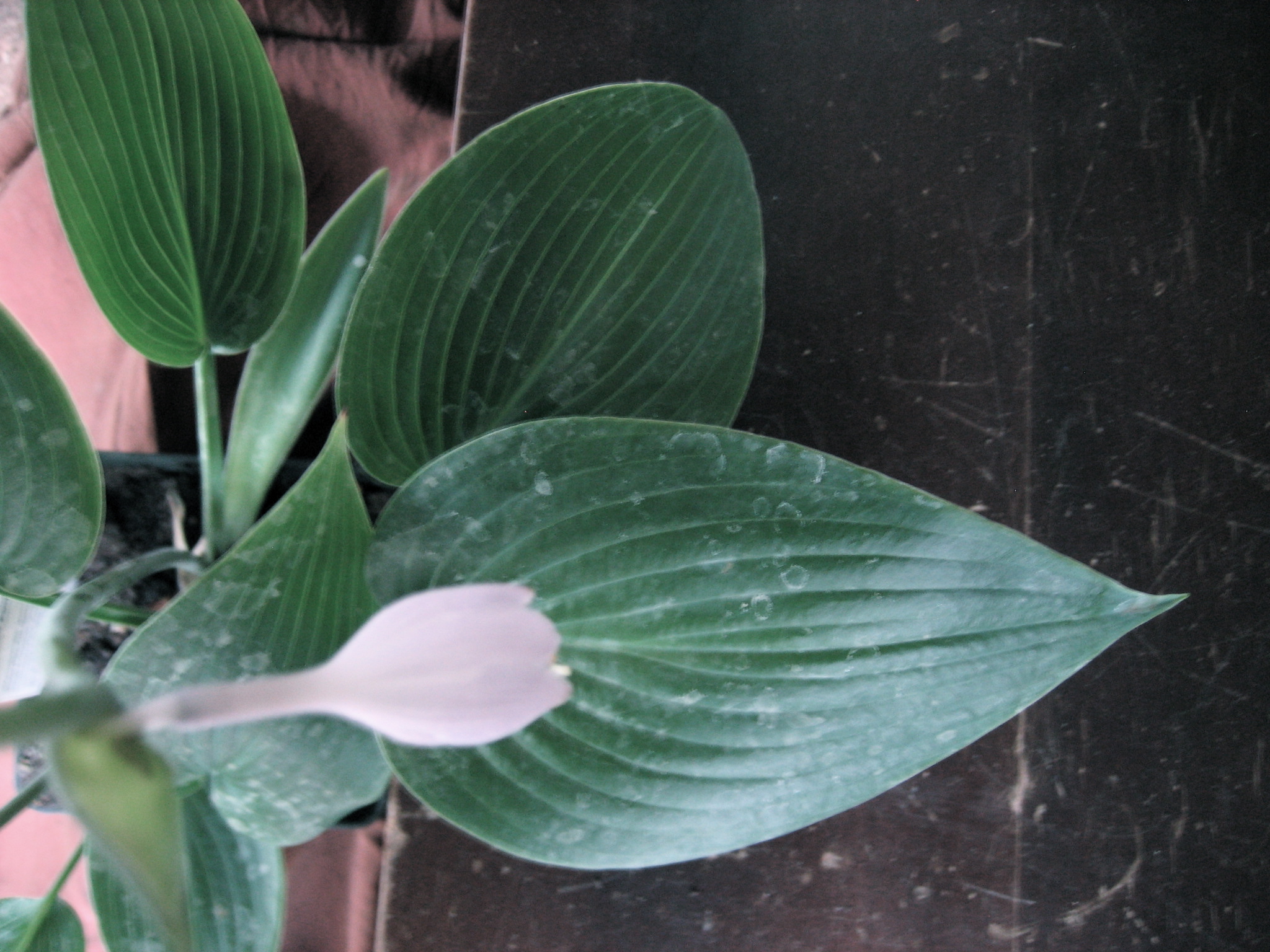Hosta tarda „ Halycon“ (15cm T.) Funkie