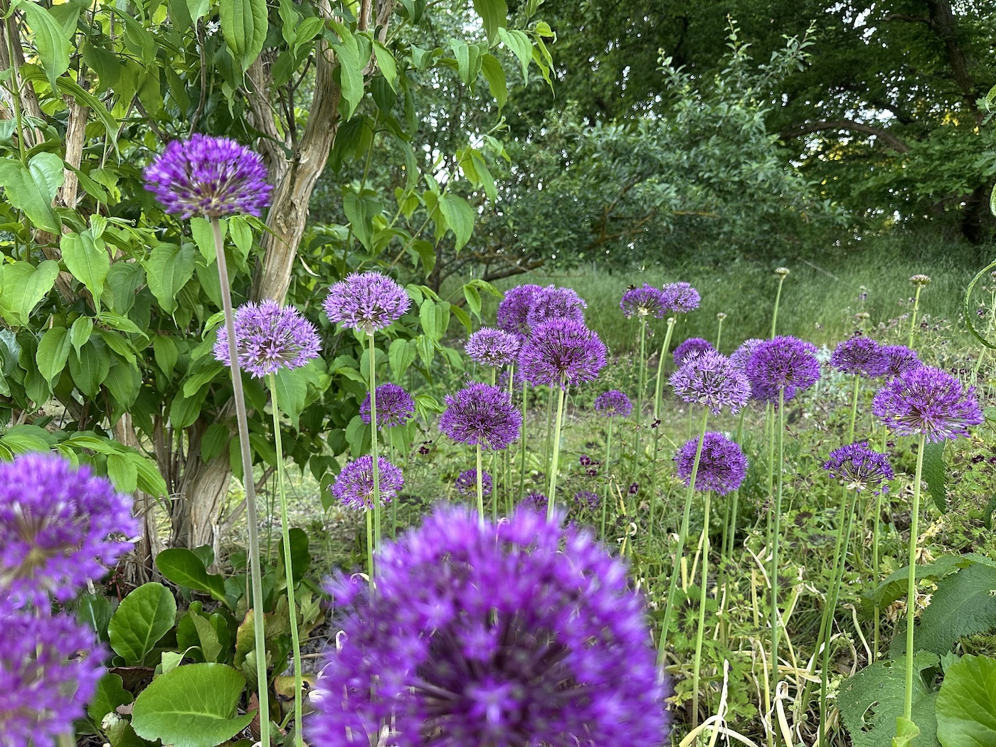 Allium aflat. „„Purple Sensation“(1 pro 10cmT)