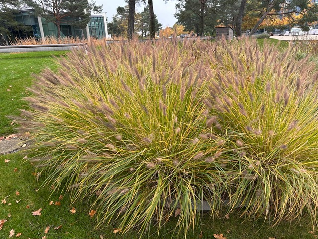 Pennisetum alopecuroides „Hameln“ (i.3 lT.) Lampenputzgras