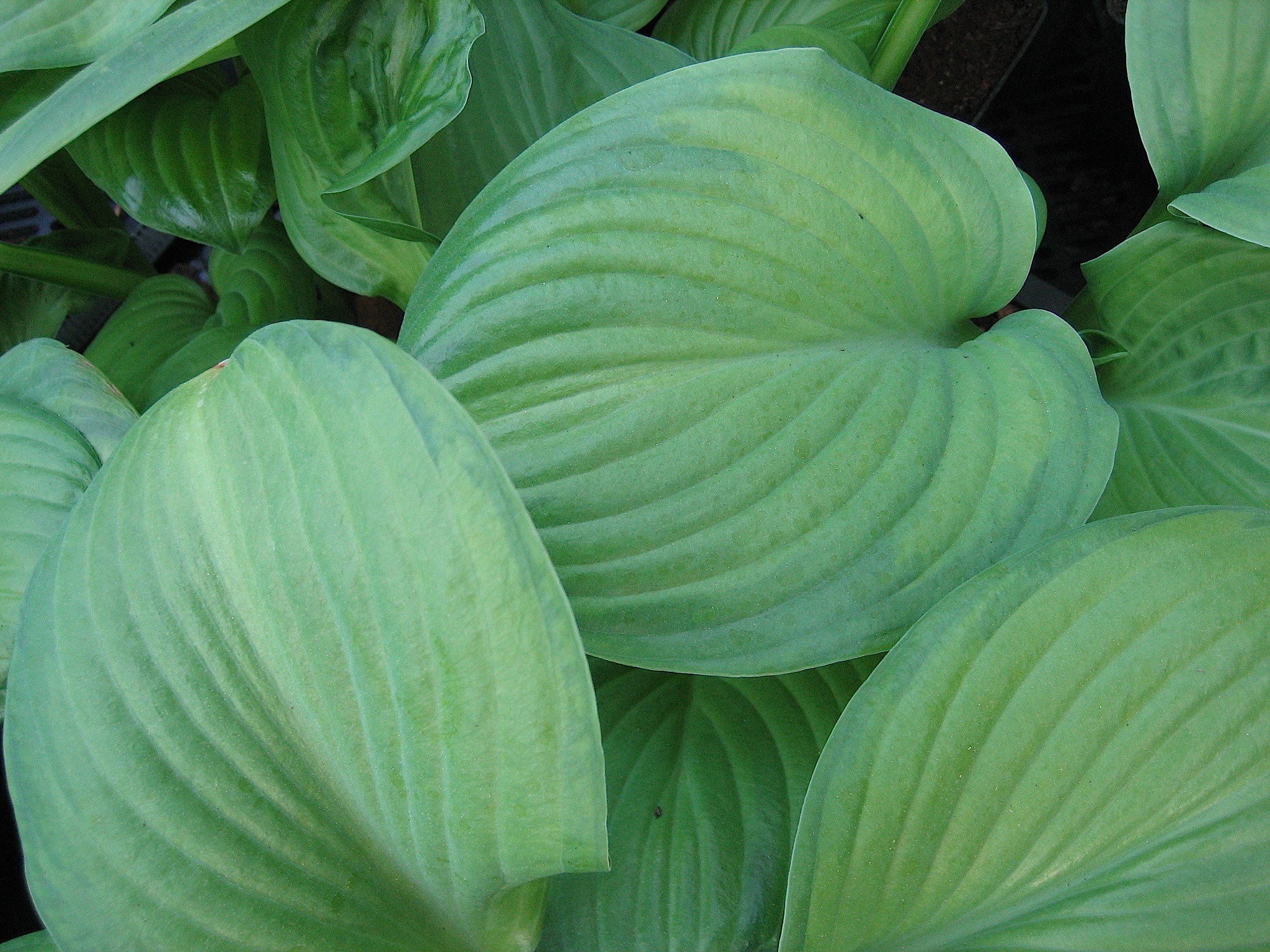 Hosta  "Guacamole" (i.9cm T.) Duft  Funkie