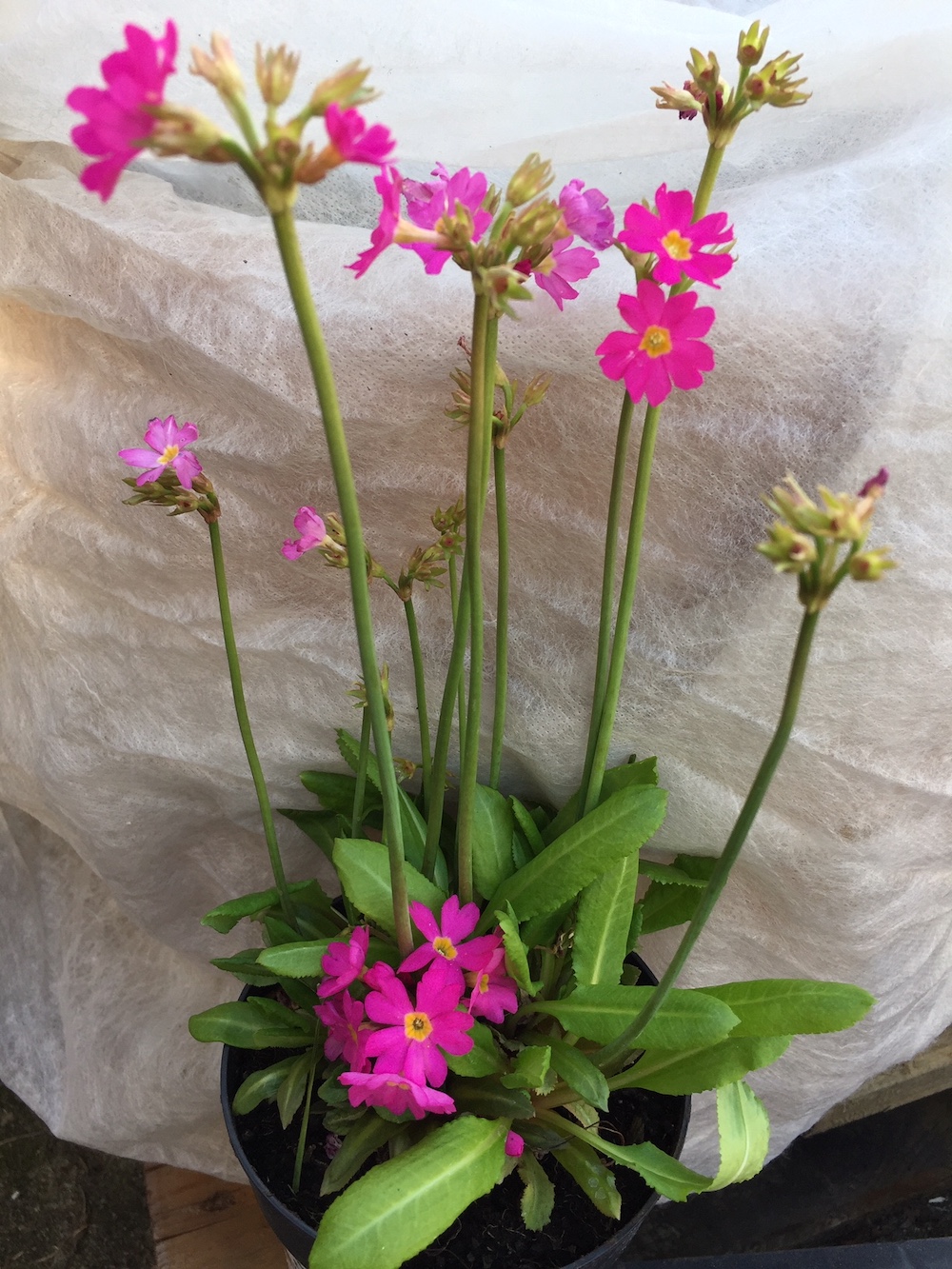 Primula rosea „Grandiflora“ (i.9cmT.)