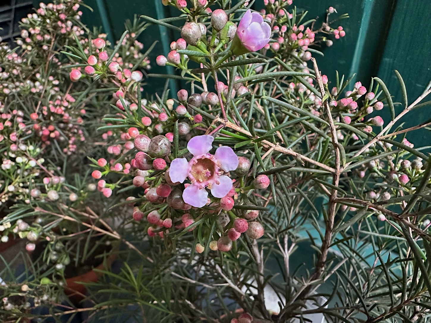 Chamelaucium uncinatum. (i. 12 cmT.), Wachsblume (ca 35 cm hoch)