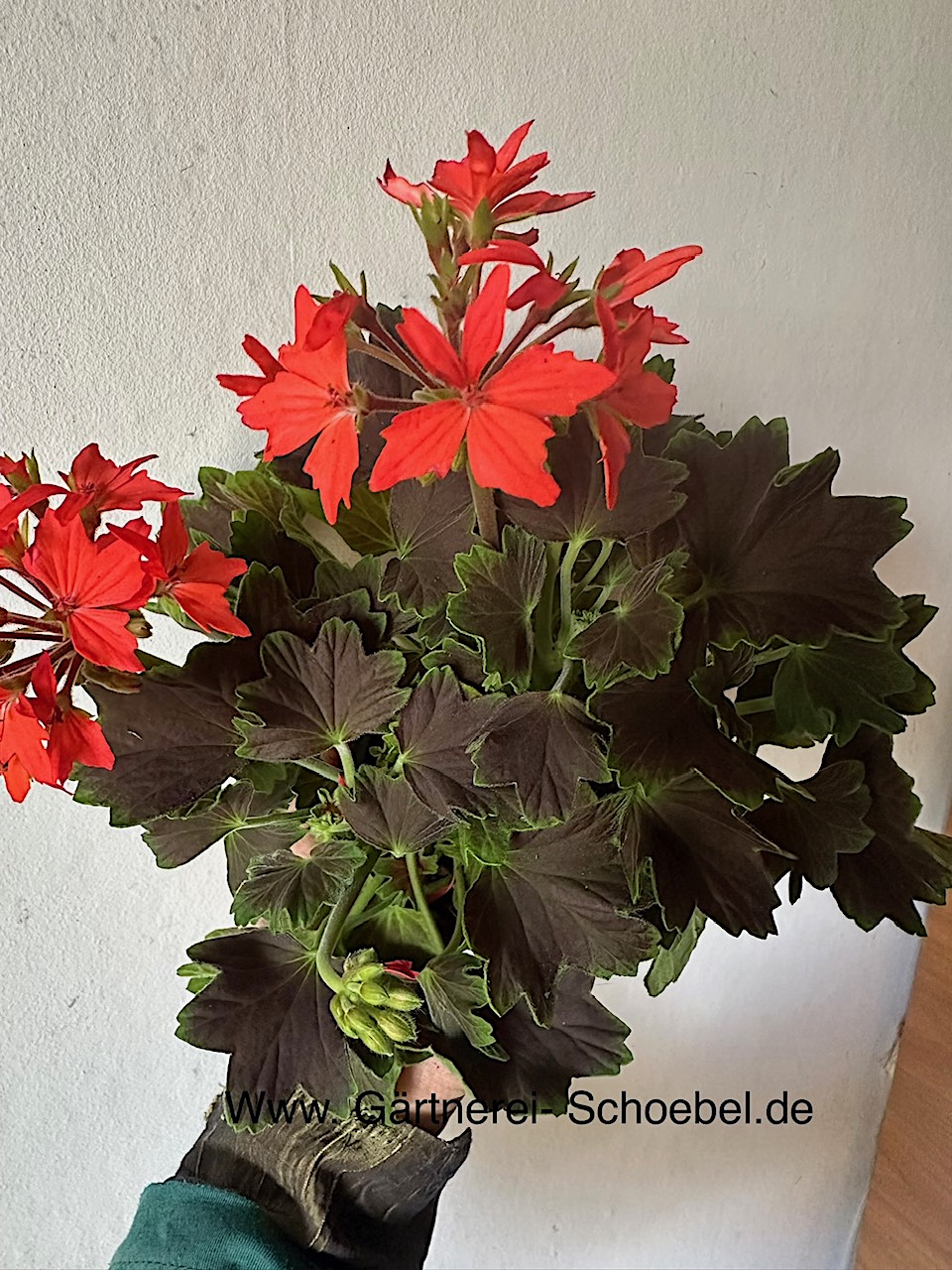 Pelargonium Sternblütige  ´Fireworks Scarlet` (i.10cmT.)