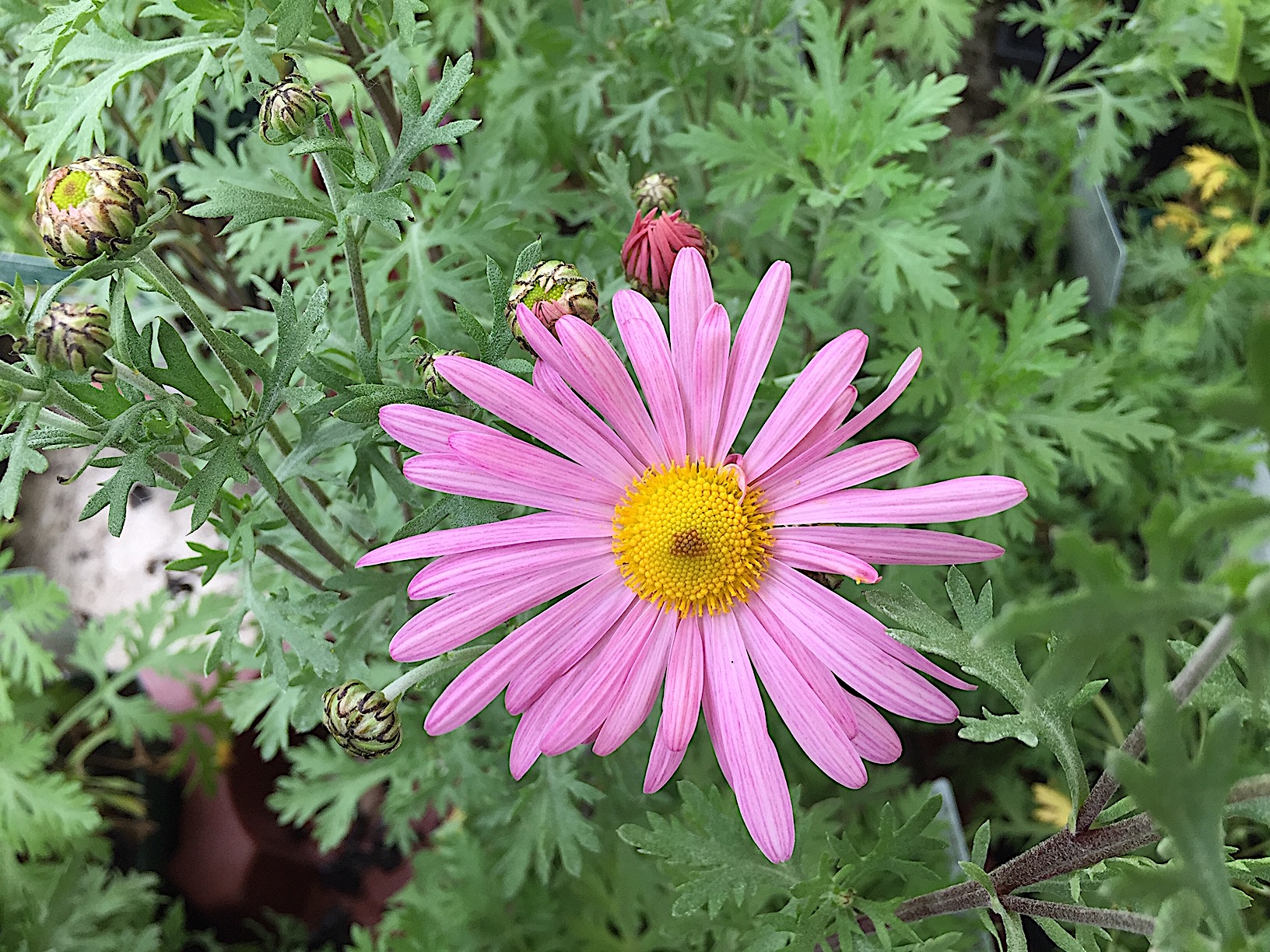 Chrysanthemum zwadskii lat. „Clara Curtis“ (i.12cmT.), Chrysantheme
