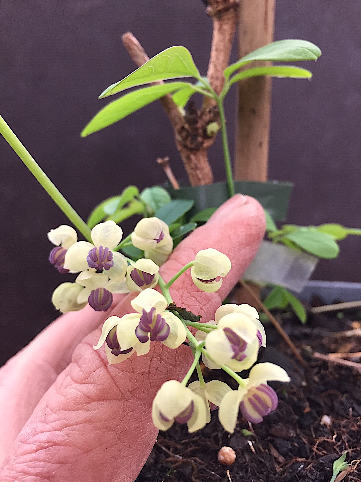 Akebia quinata „Cream Form ®“(i.1,5lT.), Klettergurke- schokoladenwein