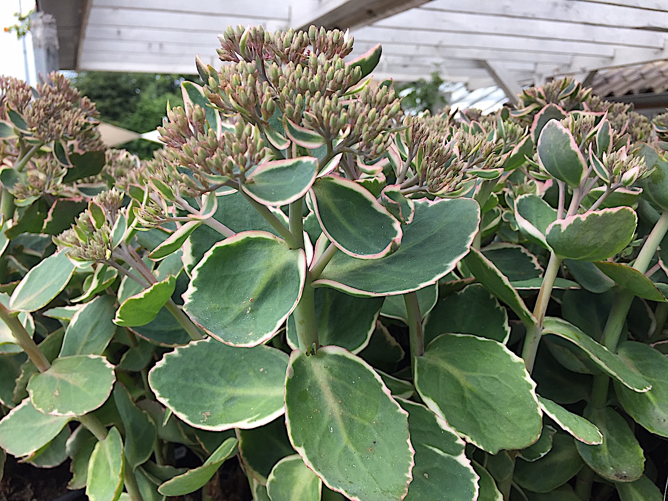 Sedum telephium „Variegatum mit pink Rand“ (i. 16cm T.),  Fetthenne