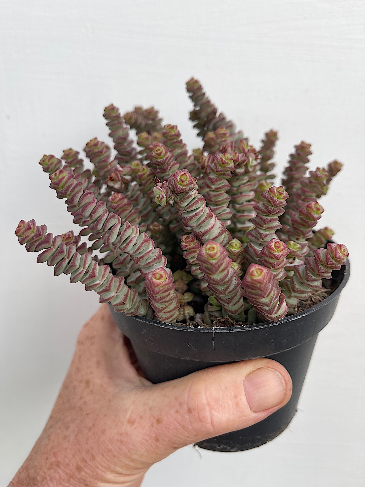 Crassula rupestris ssp.marnieriana  (i.13cmT.)  , Felsendickblatt, Jade Halskette
