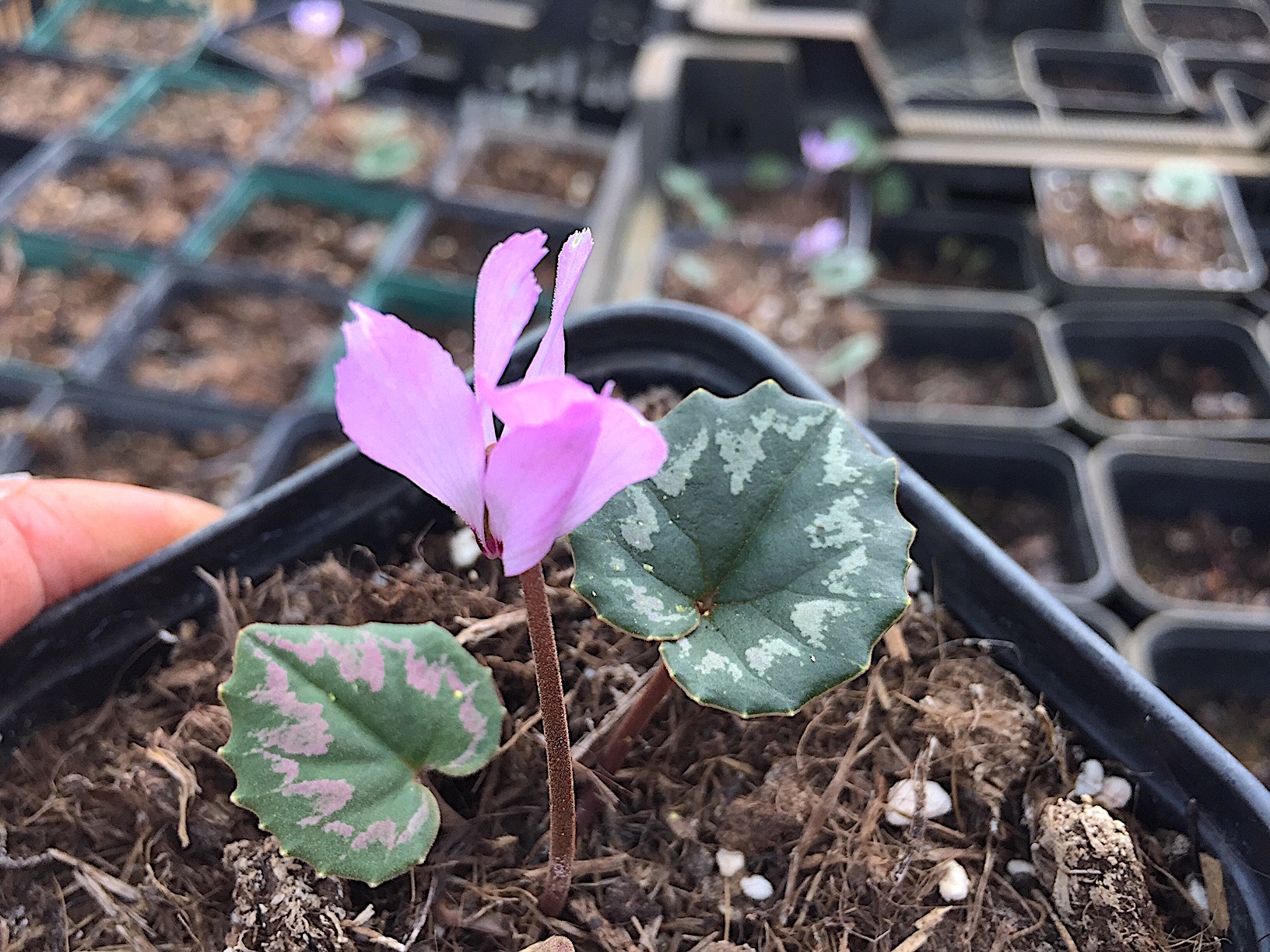 Cyclamen mirabile  ´Rosa`(i.9cmT.)