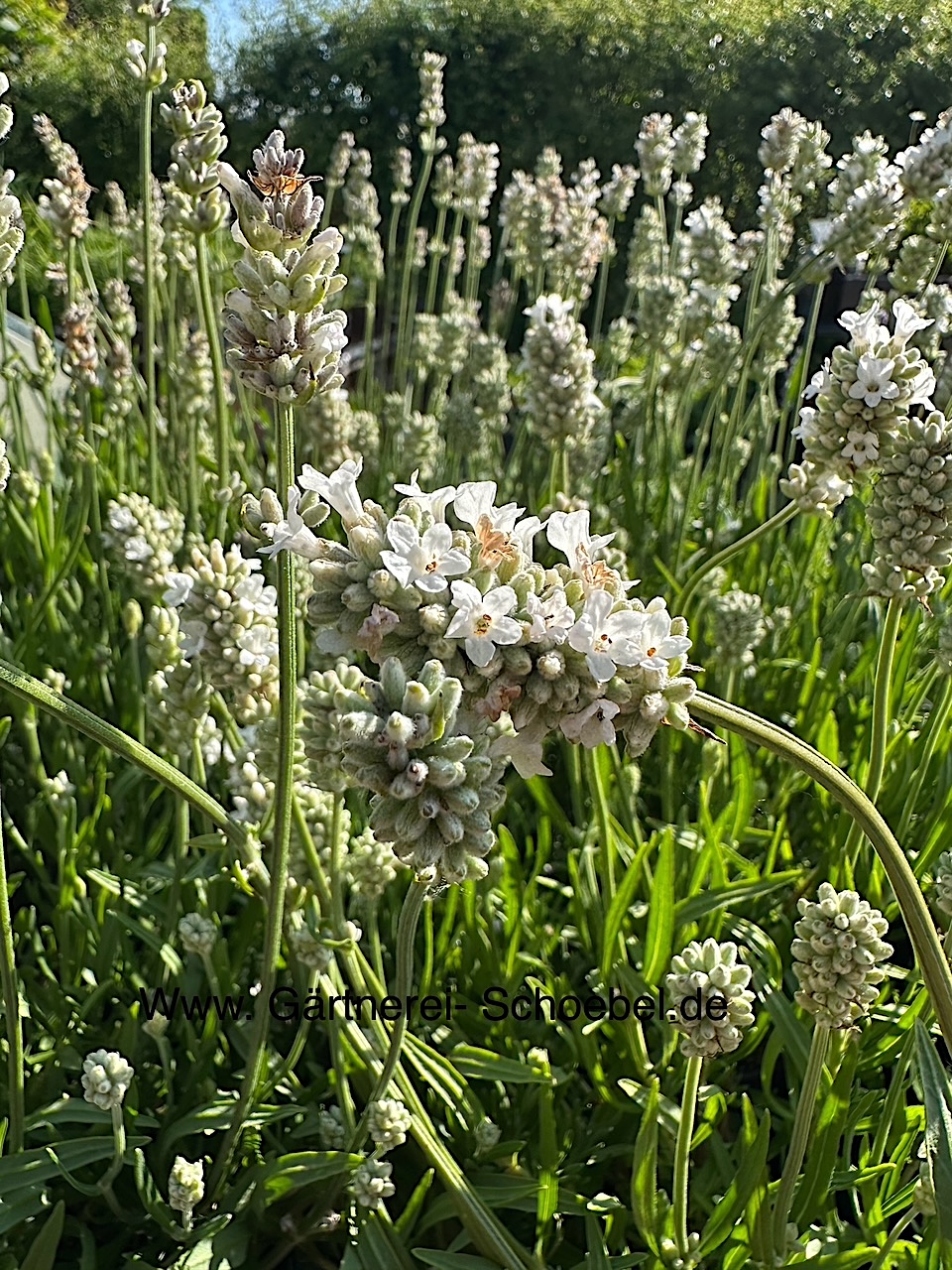 Lavandula angustifolia "Edelweiss" (i.9cmT.) Lavendel