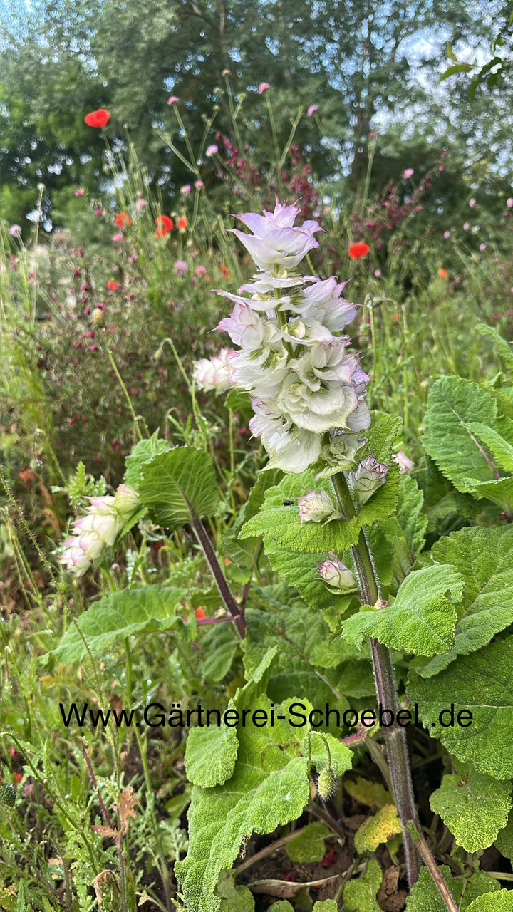 Salvia sclarea (i.11cmT.) Muskatellersalbei