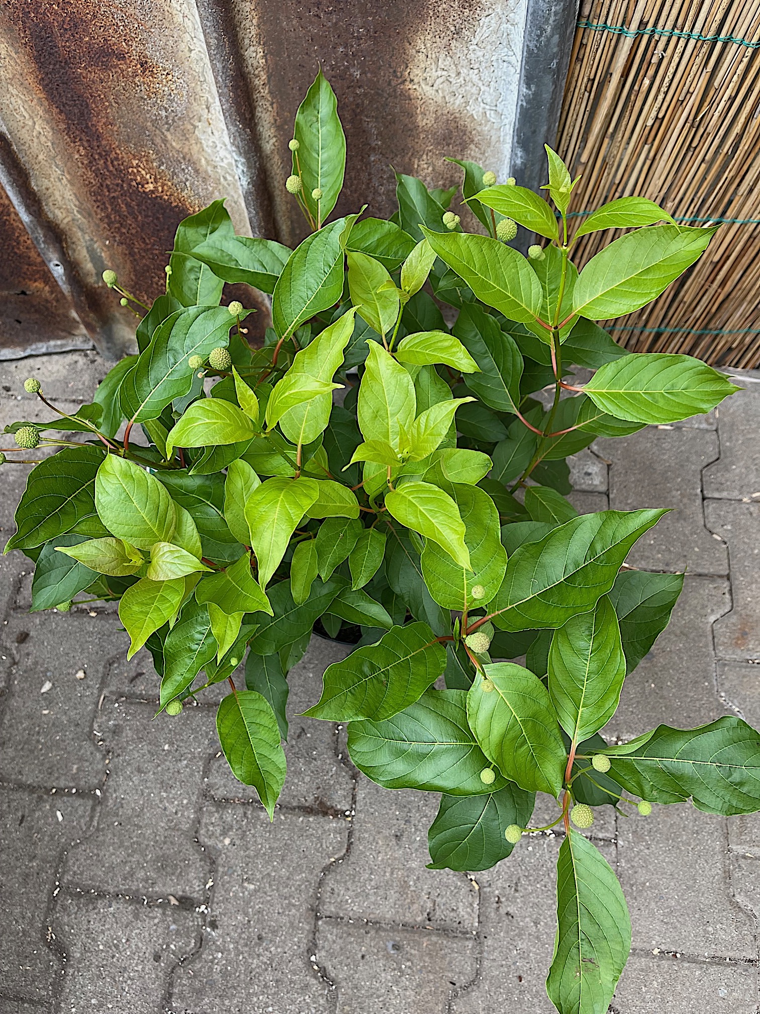 Cephalanthus occidentalis (i.4 liter T.)-jetzt 60 cm gross; Knopfeibe, Knopf  Busch