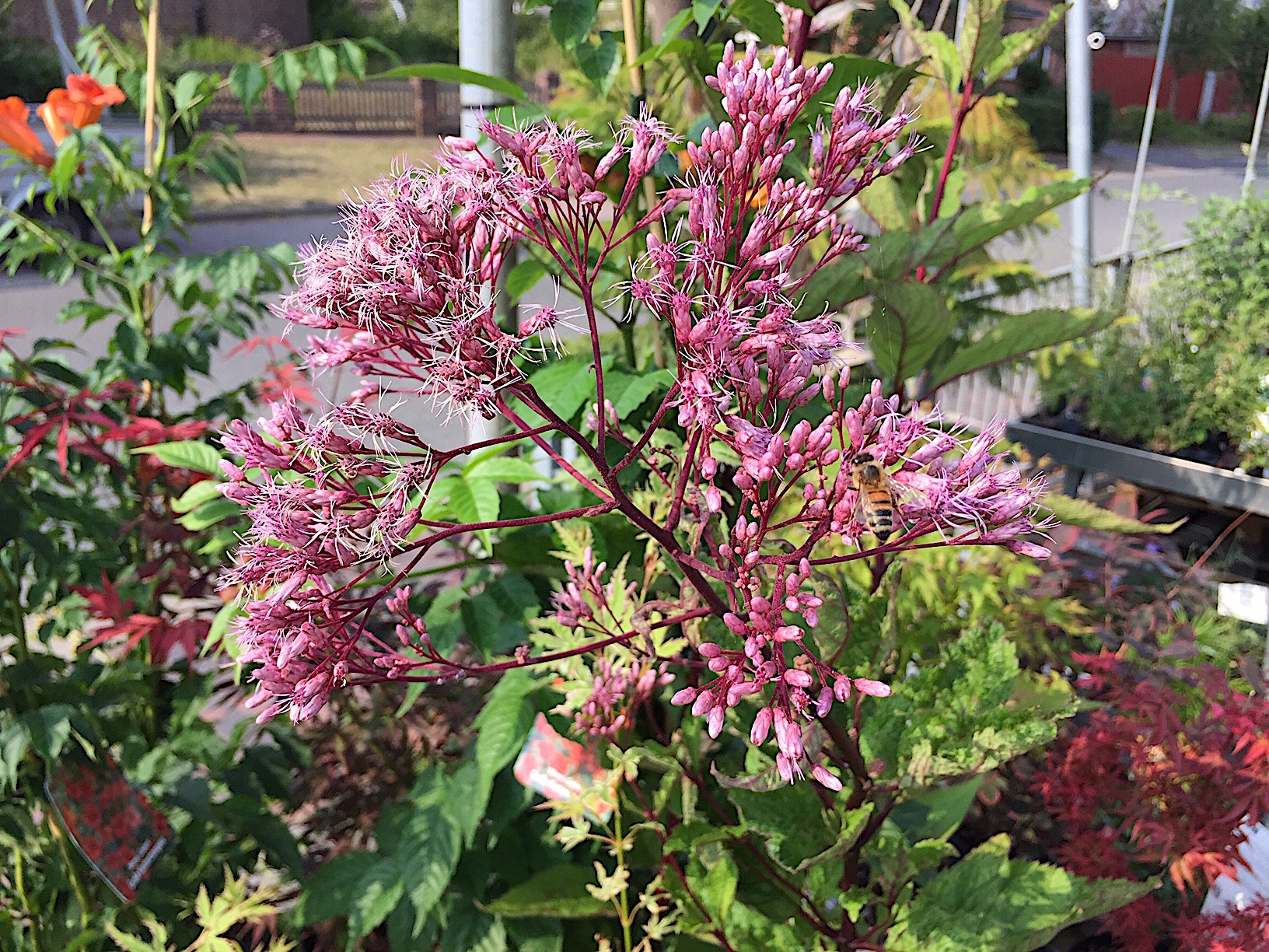 Eupatorium fistulosum `Riesenschirm ` ( i.9cm T.) Wasserdost