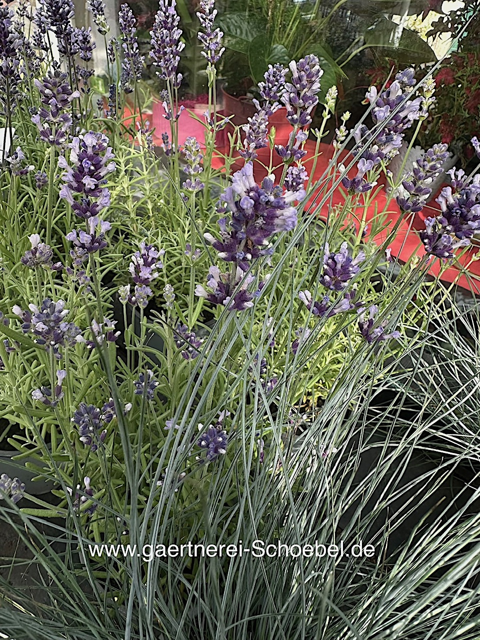 Lavandula angustifolia ´Hidcote Blue` (i.10 cmT.) Lavendel, blau