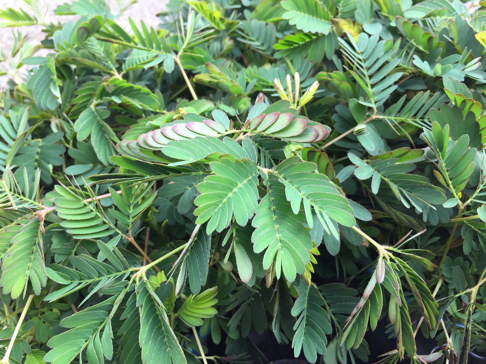 Mimosa pudica (i.5,5cmT.), Rühr mich nicht an Pflanze,Sinnpflanze
