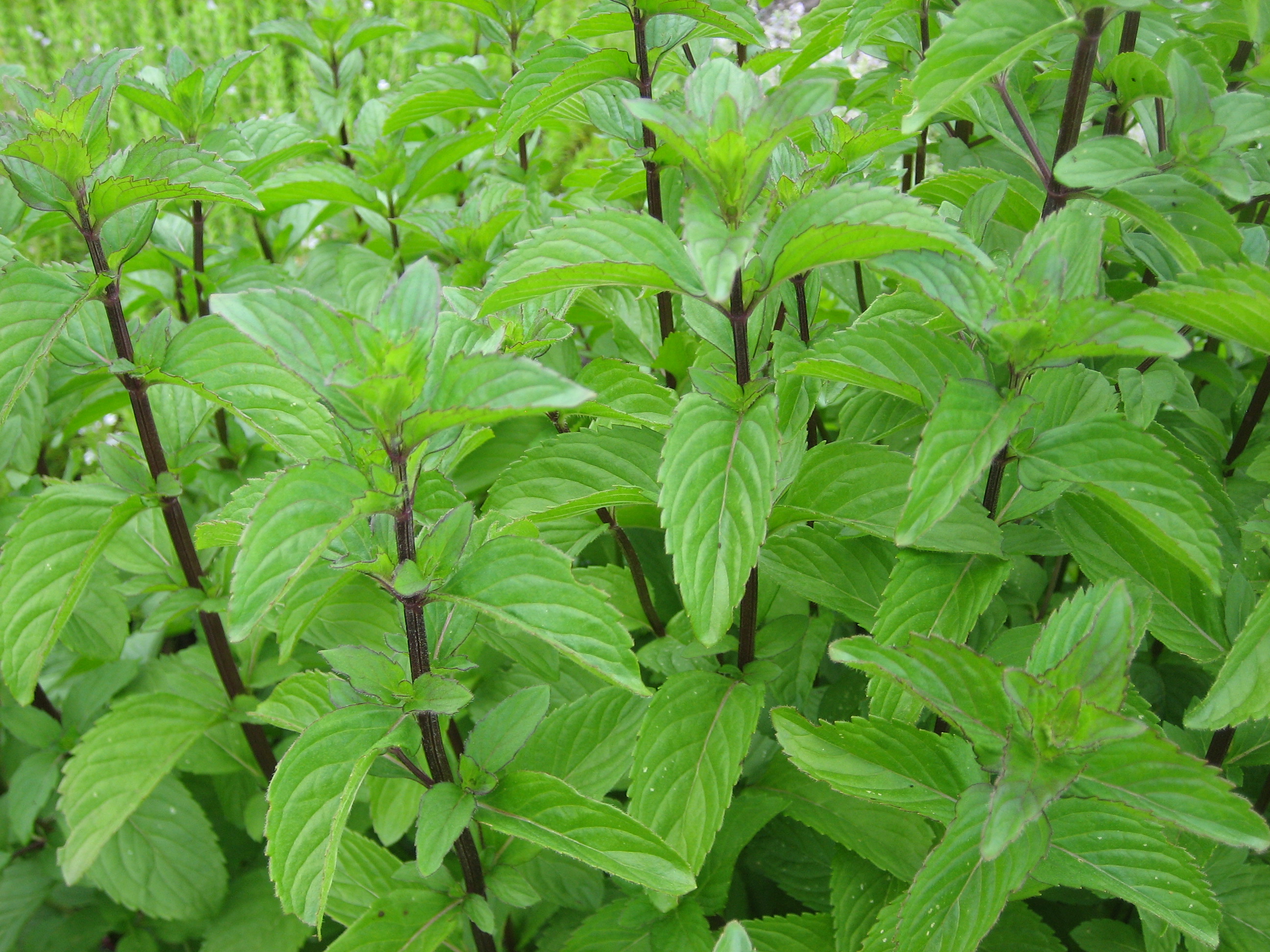 Mentha piperita ´Mitcham` (i.12cm T.) Mitcham Pfefferminze