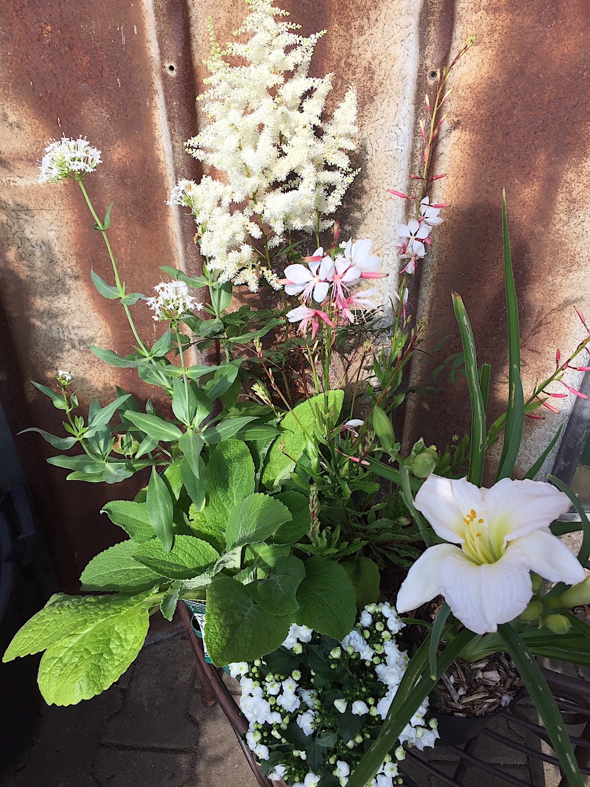 weiß für Biene und den edlen Garten..