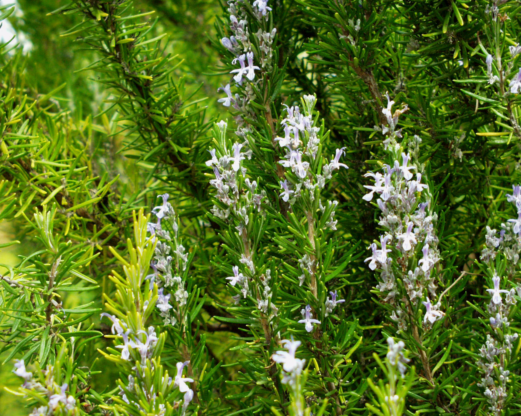Rosmarin officinalis  (i. 13 cmT.) Rosmarin