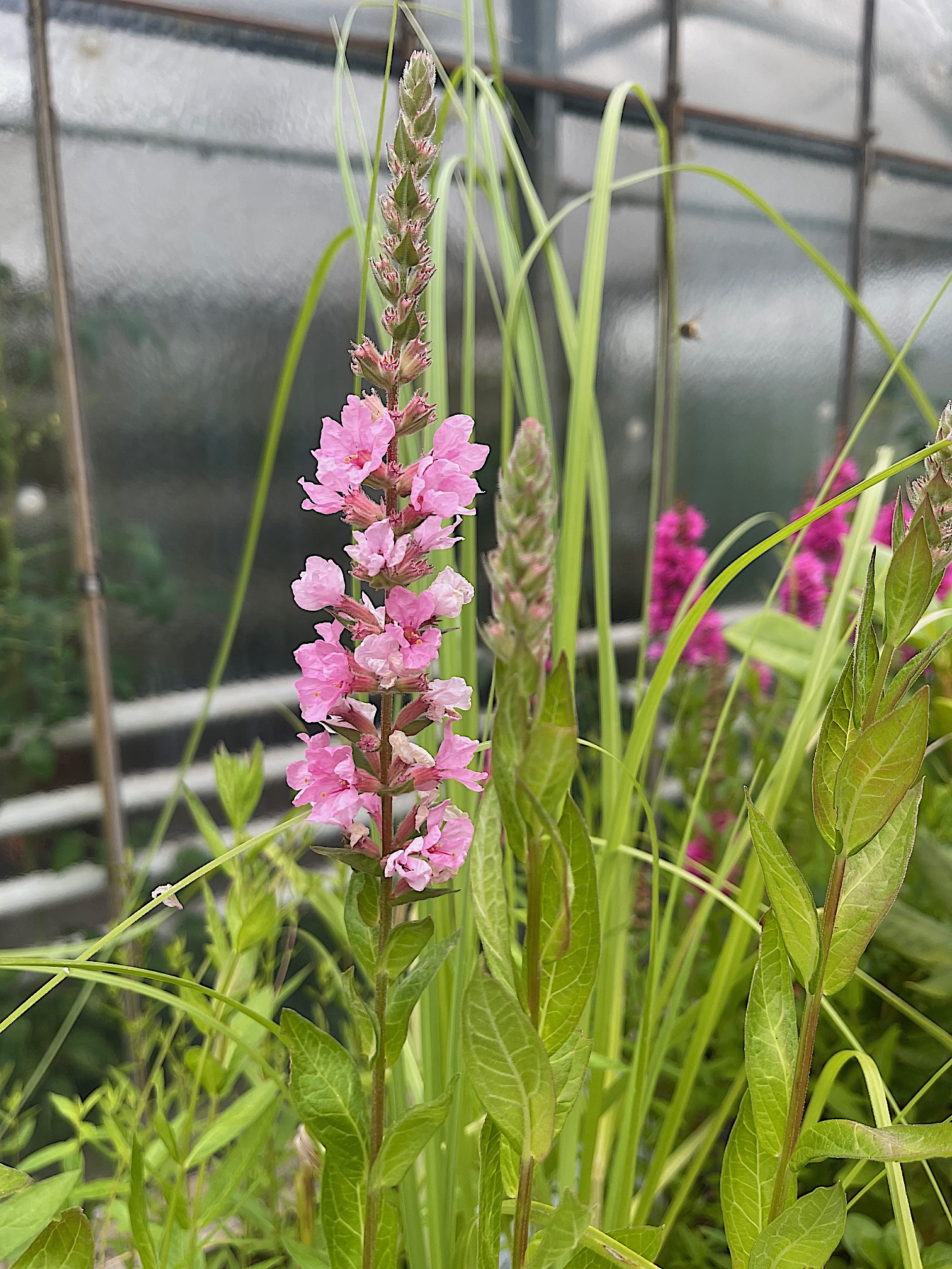 Lythrum salicaria „Pink Blush“® (i.9cmT.), Blutweiderich