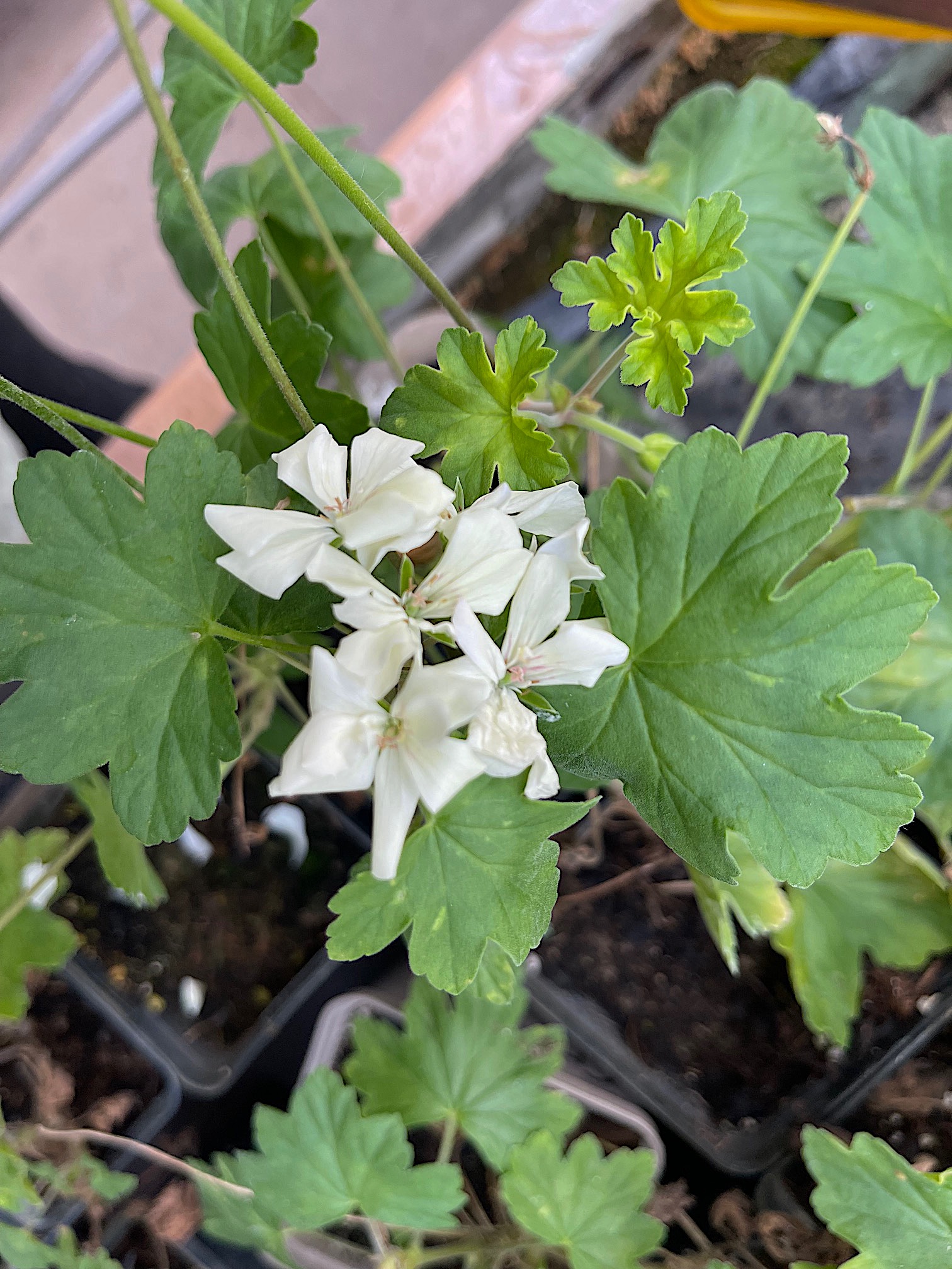 Pelargonium zonale „Creamery“ (i.10cmT.)
