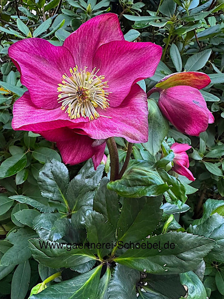 Helleborus „Winter Balett Karli“ ® (i.15cmT.), Christrose