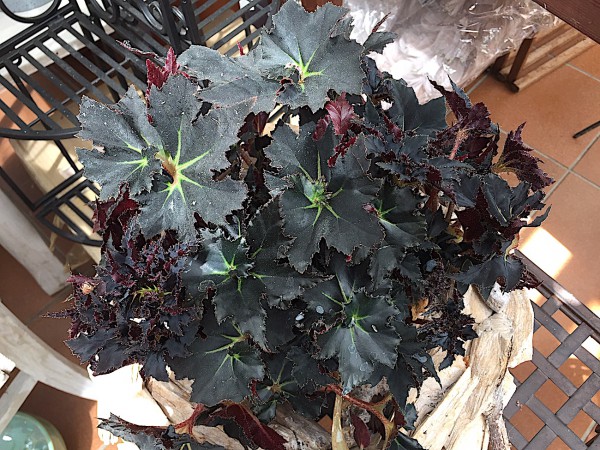 Begonia „Black Fang“ (i.11cmT.)