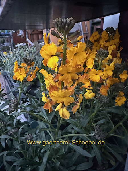 Erysimum cheiri (i.12cmT.), Goldlack,, Lenzleuchten gelb grosse Blüten