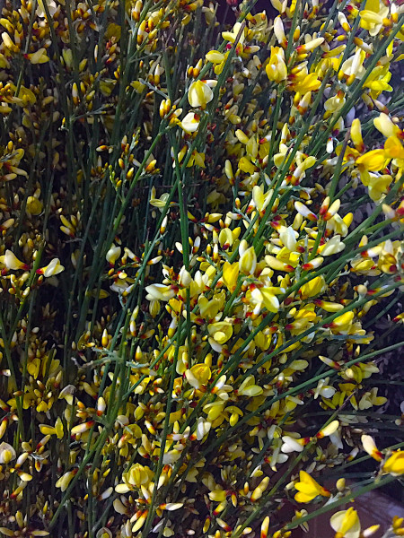 Cytisus praecox „Allgold“ (i.11cmT.), Ginster Duft